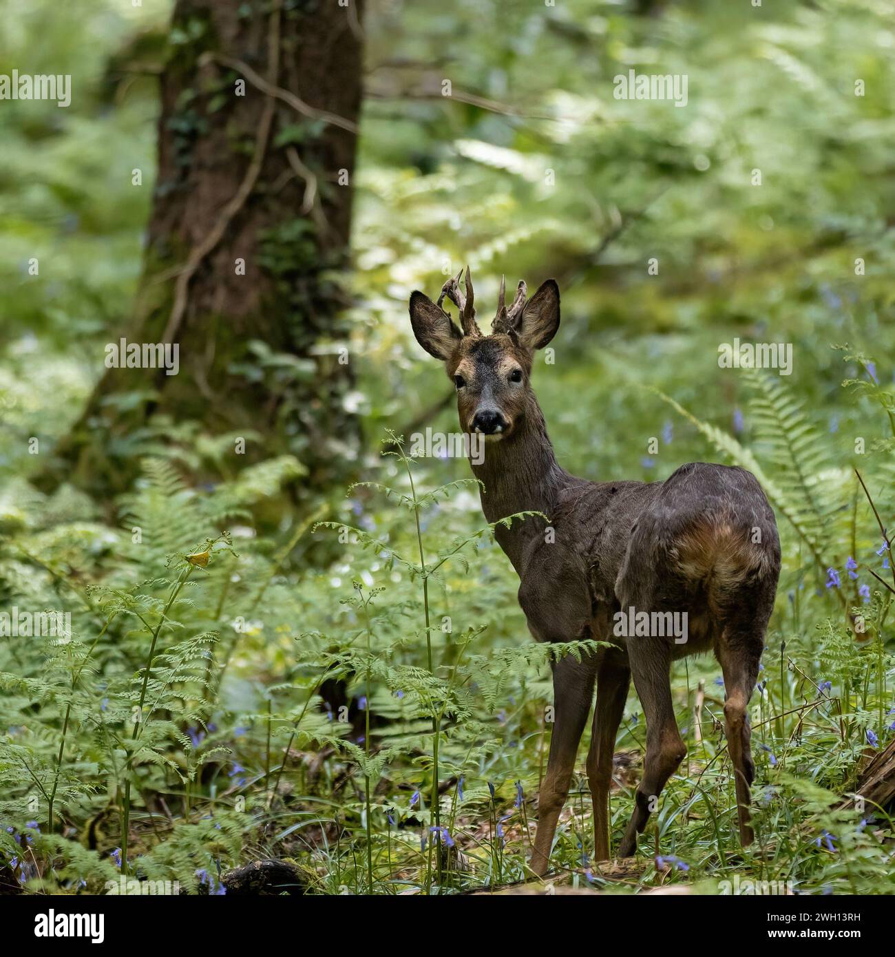 rehbock in einem Wald - Rehe im Wald von Dekan - rehbock, der in die Kamera schaut Stockfoto