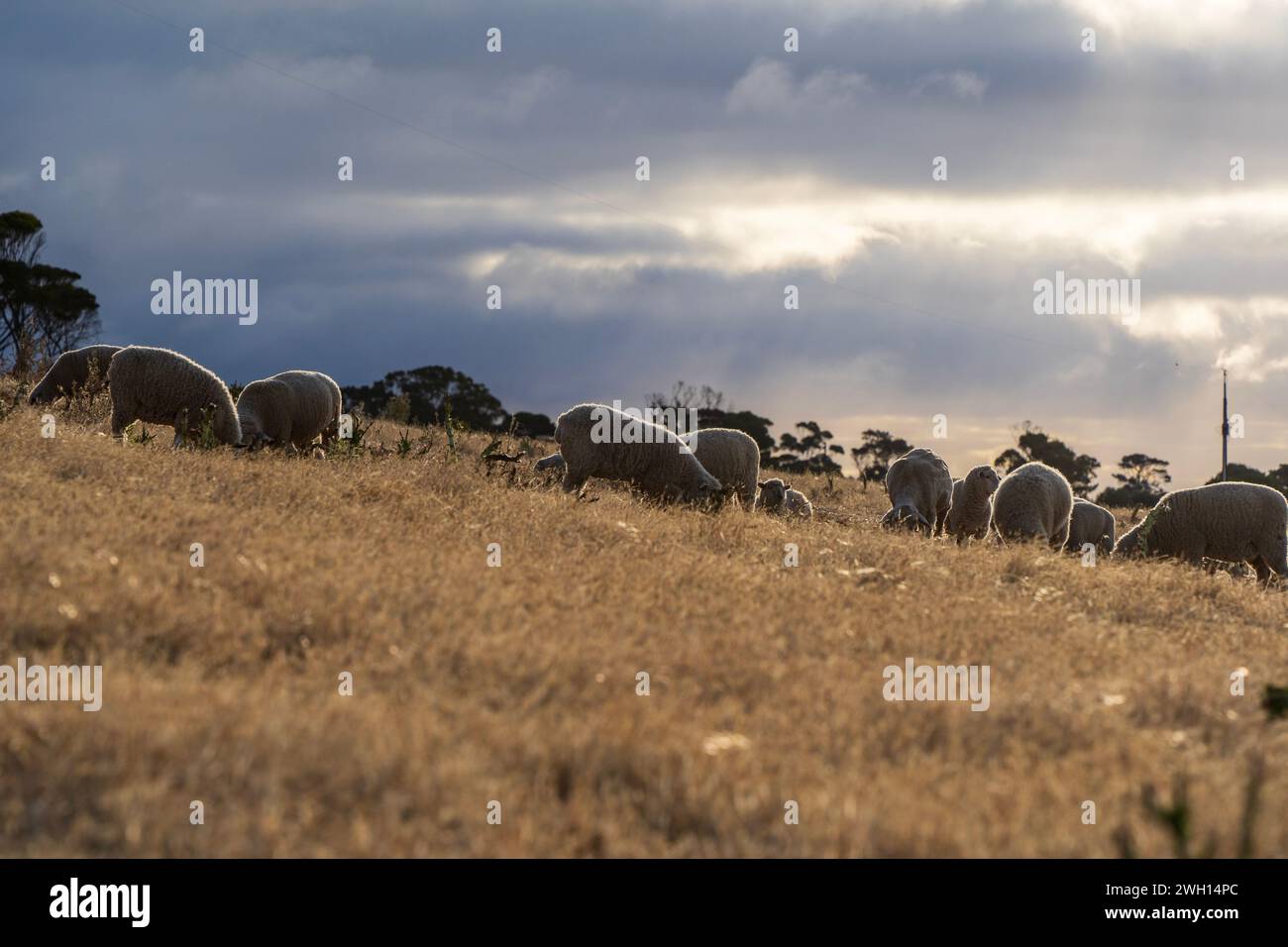 Schafe, die auf dem Feld weiden. Penneshaw, Kangaroo Island, South Australia. Stockfoto