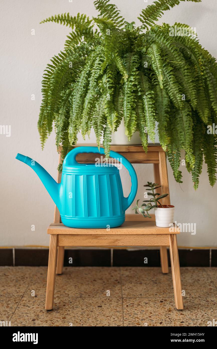 Leuchtend blaue Gießkanne auf einem Holzhocker mit Pflanzen Stockfoto