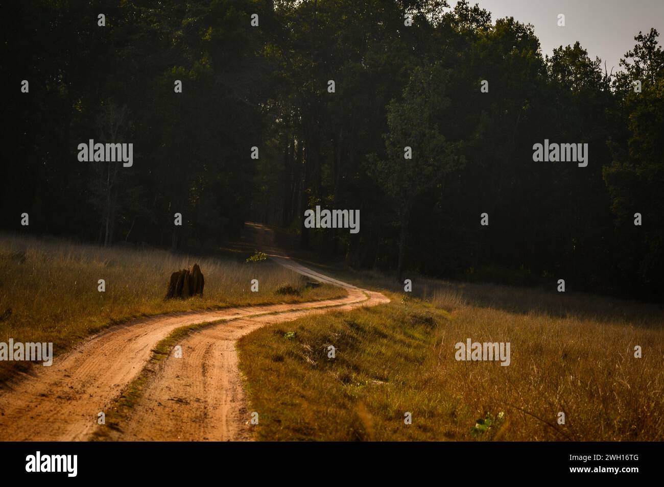 Ein energiegeladener Elefant galoppiert einen schroffen Feldweg hinunter Stockfoto