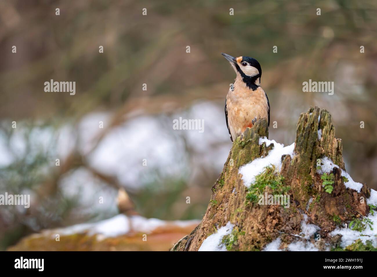 Buntspecht, Dendrocopos major Stockfoto