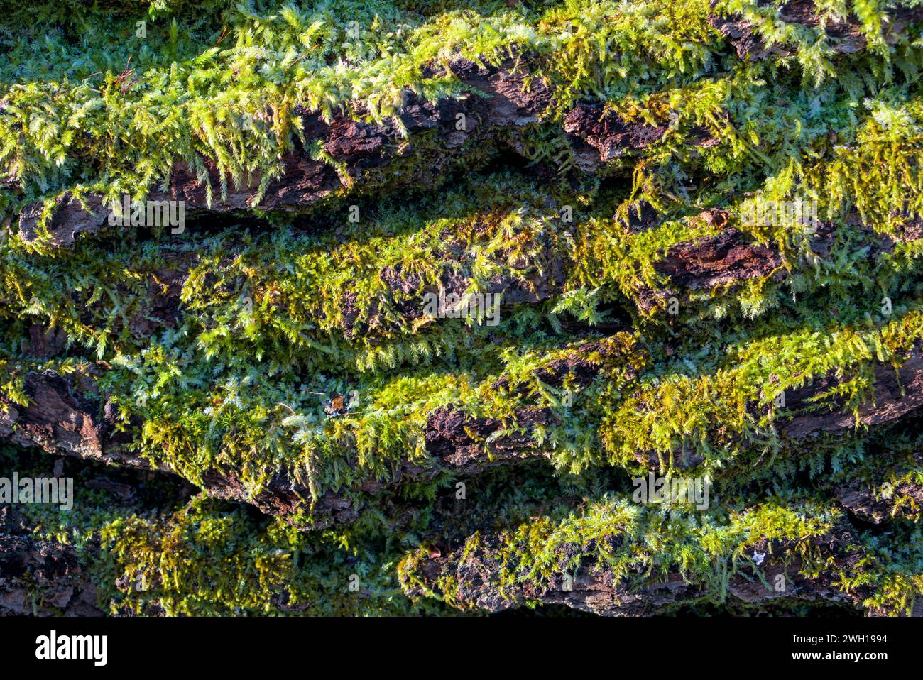 Sonnendurchflutete, mit Moos bedeckte Baumrinde, horizontale Nahaufnahme, Makro, Hintergrund Stockfoto