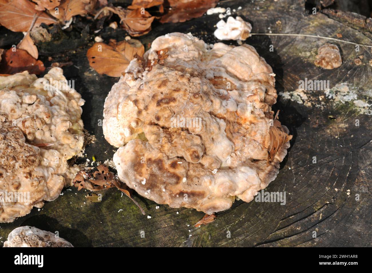 Trametes gibbosa ist ein Saprophytenpilz, der auf Buchenstämmen wächst. Dieses Foto wurde im Biosphärenreservat Montseny, Barcelona Prov Stockfoto