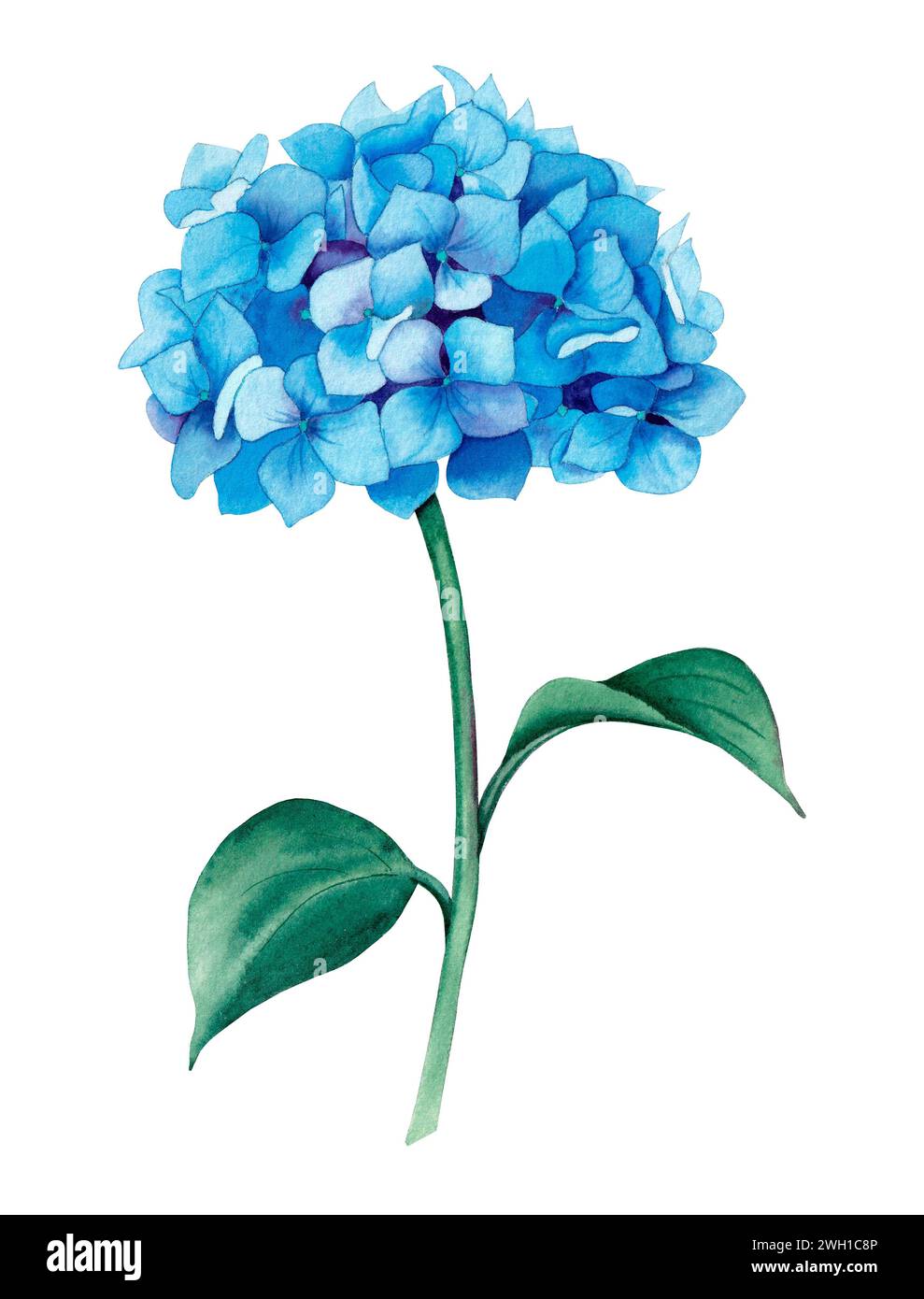 Wasserfarben-Hortensie. Handgemalte blaue Sommerblume isoliert auf weißem Hintergrund Stockfoto
