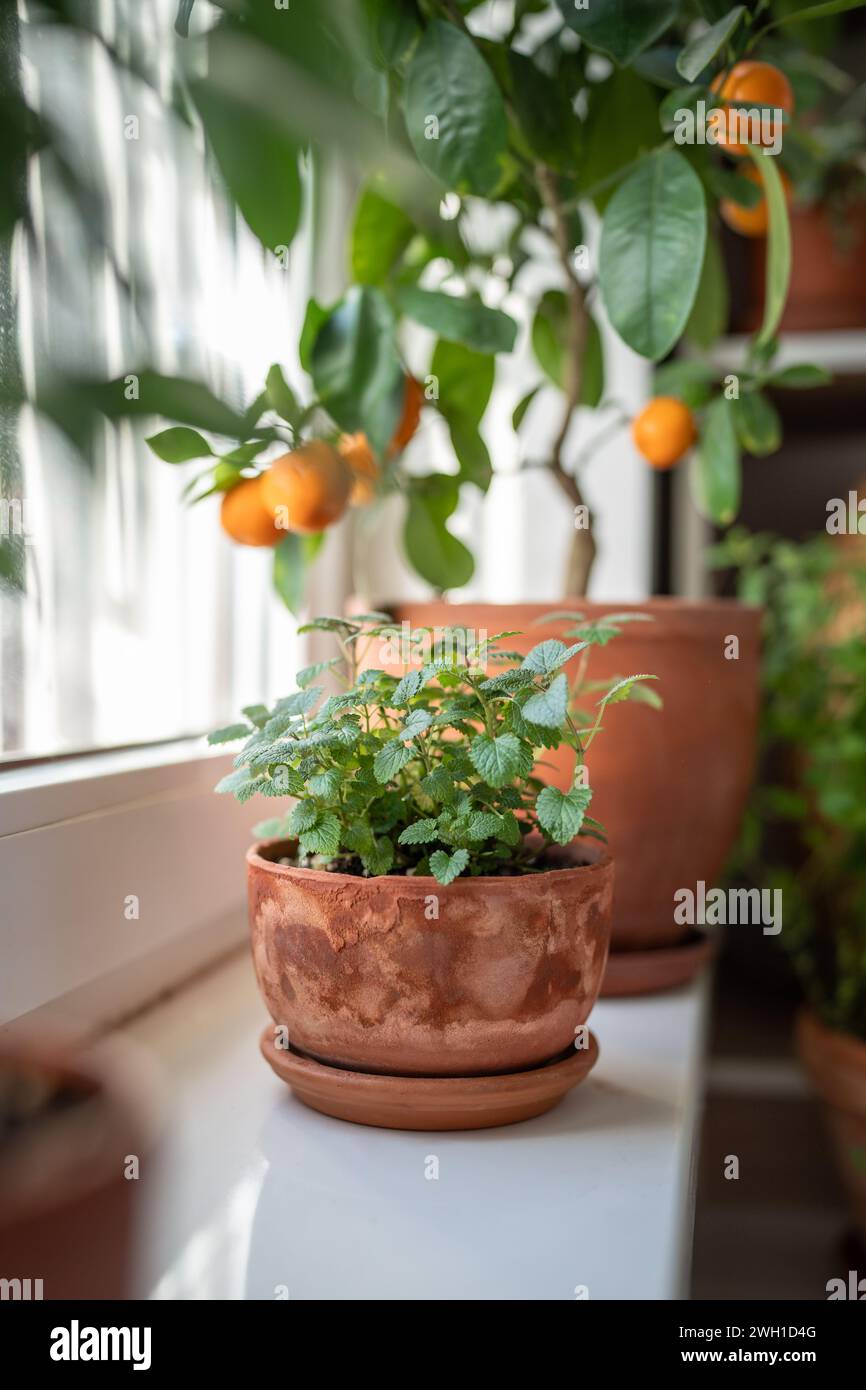 Zitronenmelisse-Kraut im alten Terrakotta-Topf auf Fensterbank zu Hause, Nahaufnahme. Gartenkonzept im Innenbereich Stockfoto