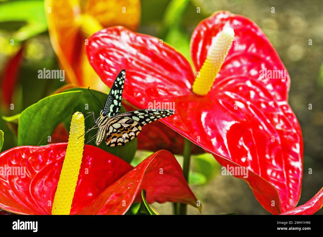 Idee Leuconoe Schmetterling auf einer Anthuriumblüte Stockfoto