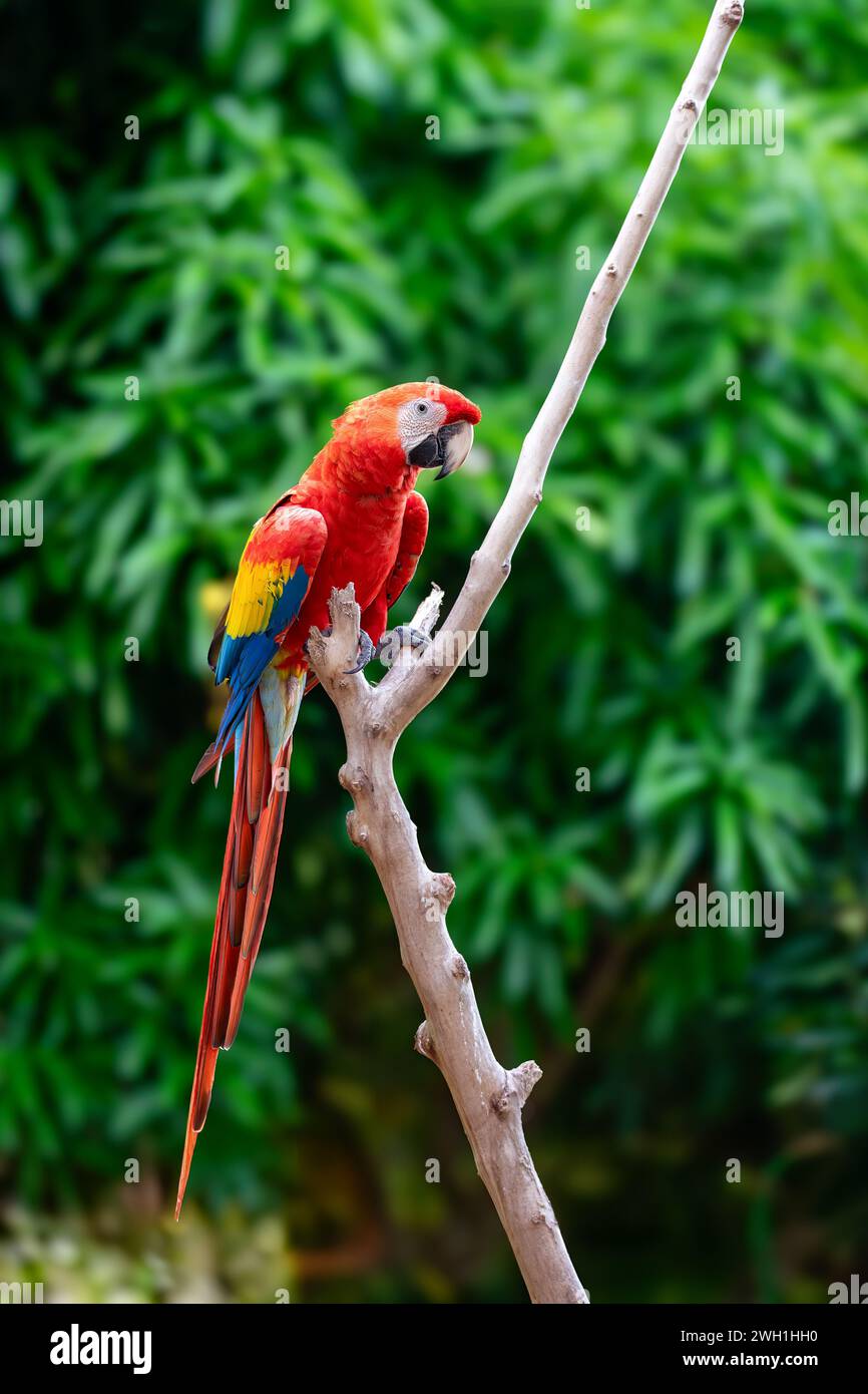 Ara macao (Ara macao) ist ein großer gelber, roter und blauer neotropischer Papagei, der in feuchten immergrünen Wäldern Amerikas beheimatet ist. Malagana, Bolivar depa Stockfoto