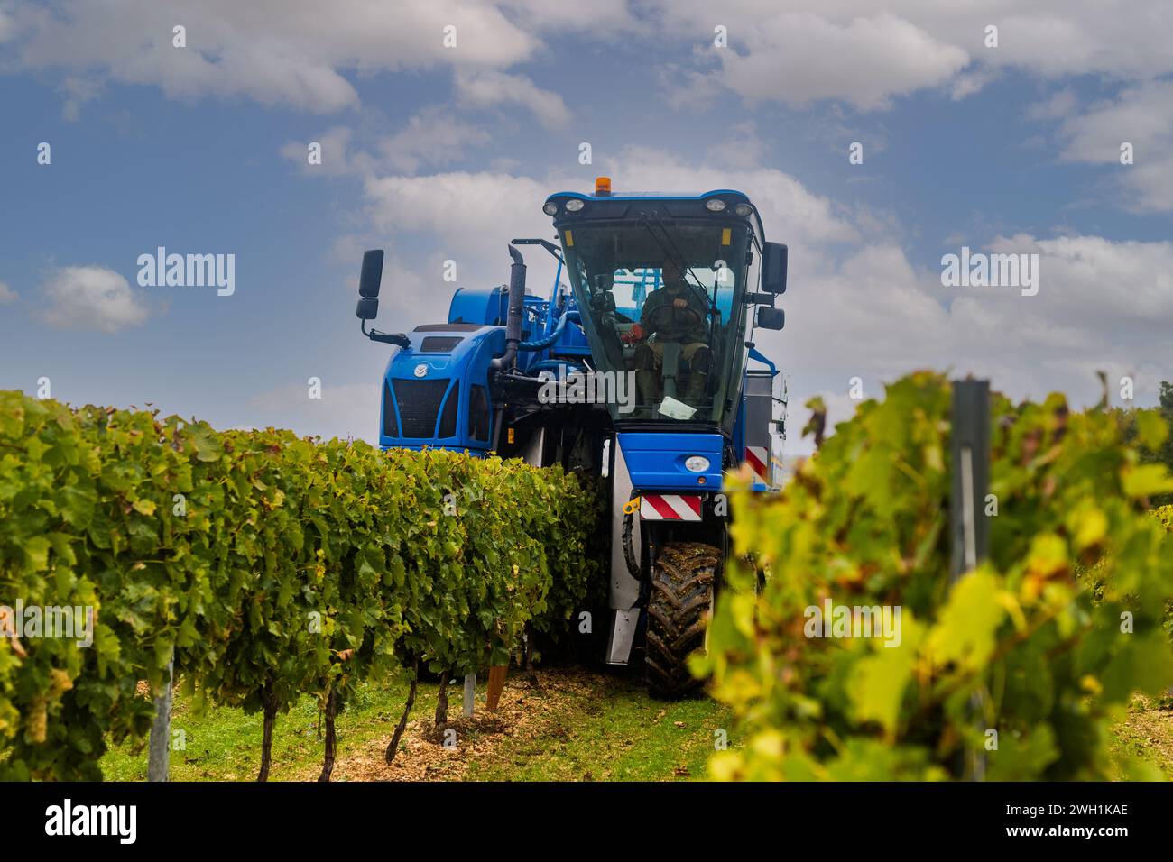 Landwirtschaft Weinbau en charente Stockfoto
