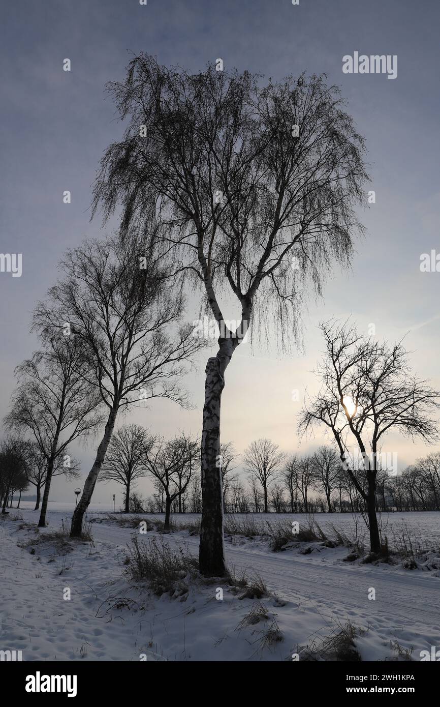 Wunderschöne winterliche, von Bäumen bedeckte Landschaft, in diffuses Sonnenlicht getaucht Stockfoto
