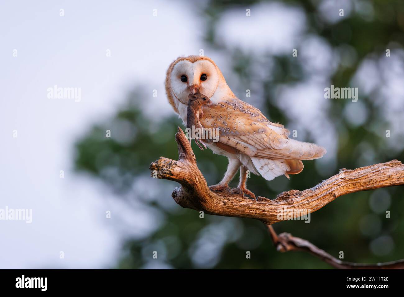 Scheuneneule mit Beute Stockfoto