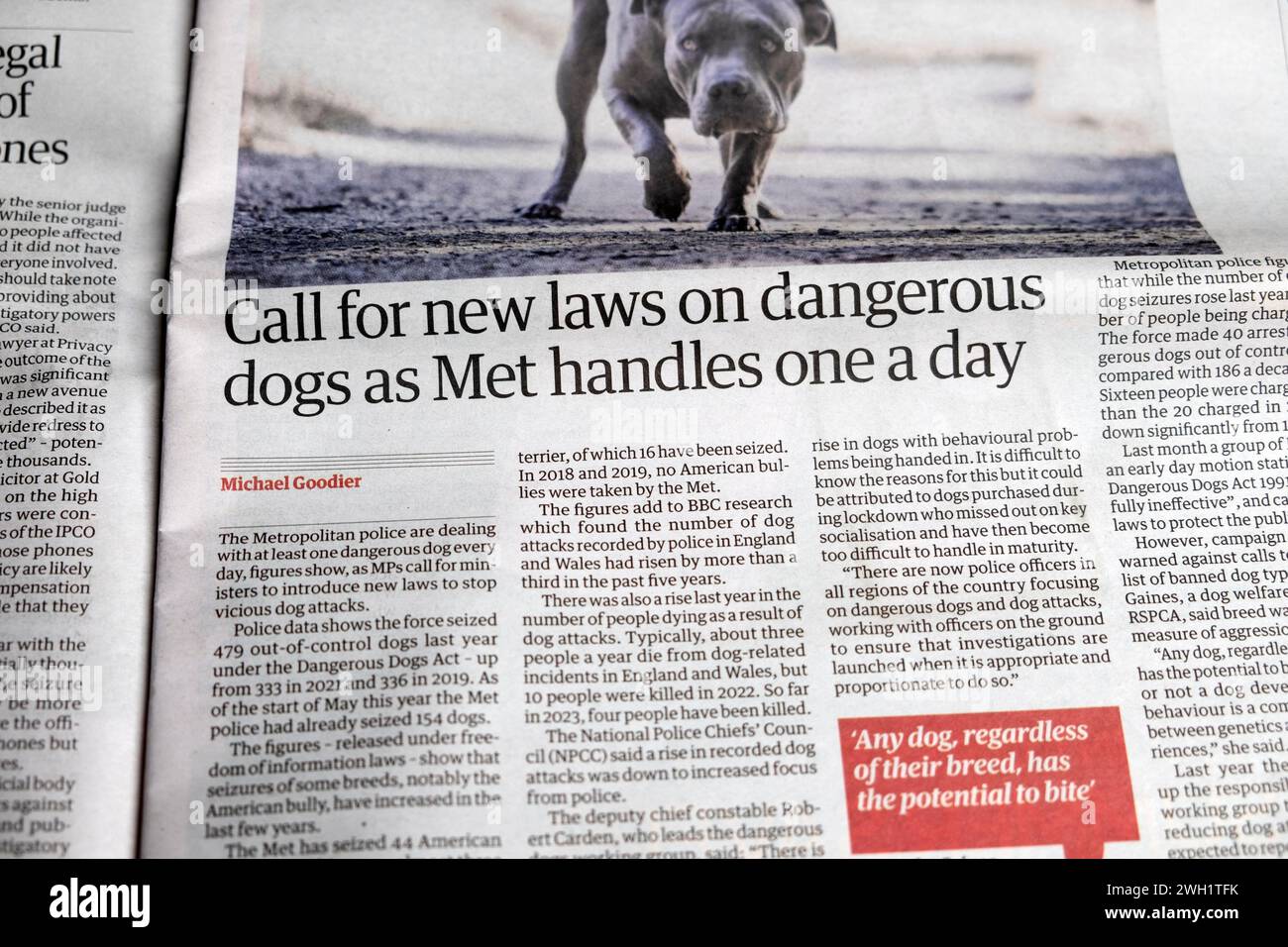 "Call for New Laws on Dangerous Dogs as Met Handles One a Day", titelte die Zeitung The Guardian mit amerikanischen Tyrannen, Tyrannen, Hund artikel 5 Februar 2024 London Stockfoto