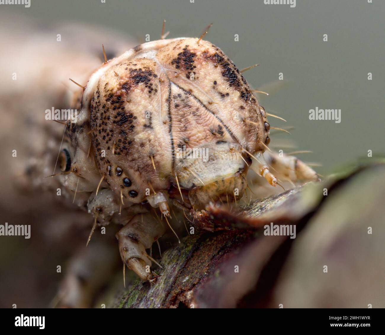 Kopfdetail der melierten Beauty Moth caterpillar (Alcis repandata). Tipperary, Irland Stockfoto