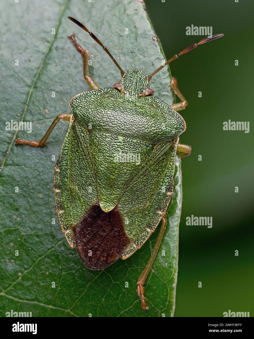 Uberwinterung gemeiner grüner Schildkäfer (Palomena prasina) auf Rhododendron. Tipperary, Irland Stockfoto