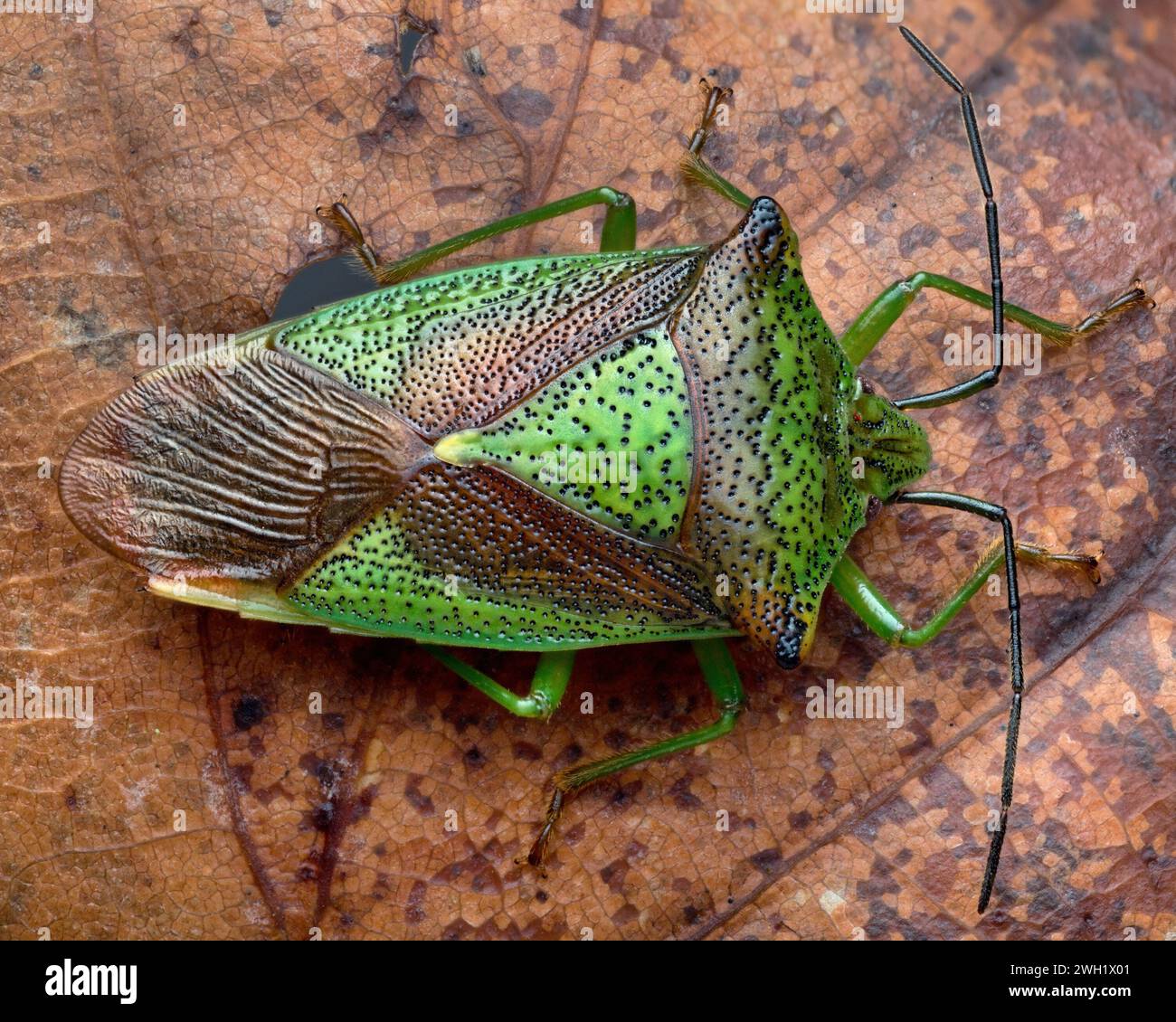 Überwinterung des Weißdornschildbugs (Acanthosoma haemorrhoidale) auf Buchenblatt. Tipperary, Irland Stockfoto