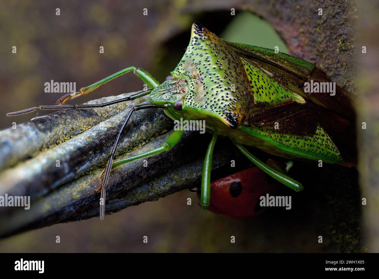 Überwinterung des Weißdornschildes (Acanthosoma haemorrhoidale) auf Stahlzaun mit 7-Punkt-Marienkäfer darunter. Tipperary, Irland Stockfoto