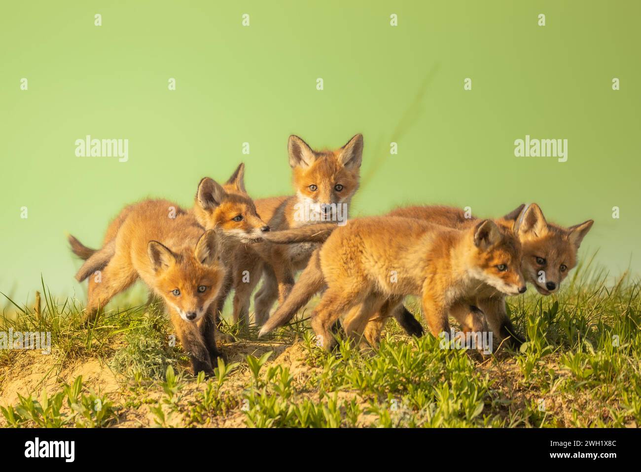 Säugetierfamilie von niedlichen Fuchs vulpes vulpes Jungtieren posiert auf der Wiese. Horizontal, Polen Europa Stockfoto
