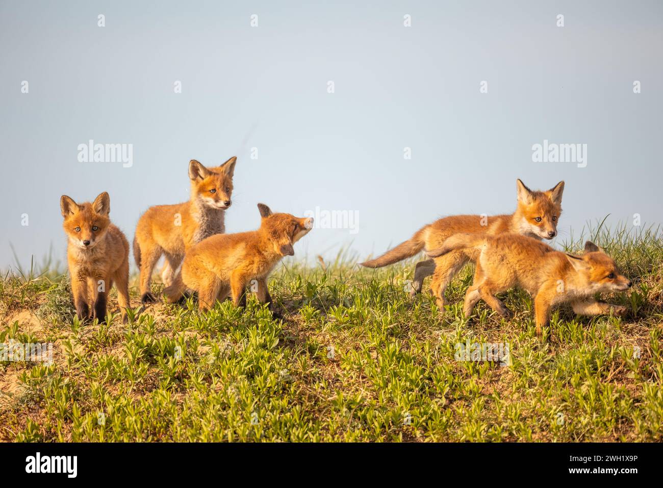 Säugetierfamilie von niedlichen Fuchs vulpes vulpes Jungtieren posiert auf der Wiese. Horizontal, Polen Europa Stockfoto