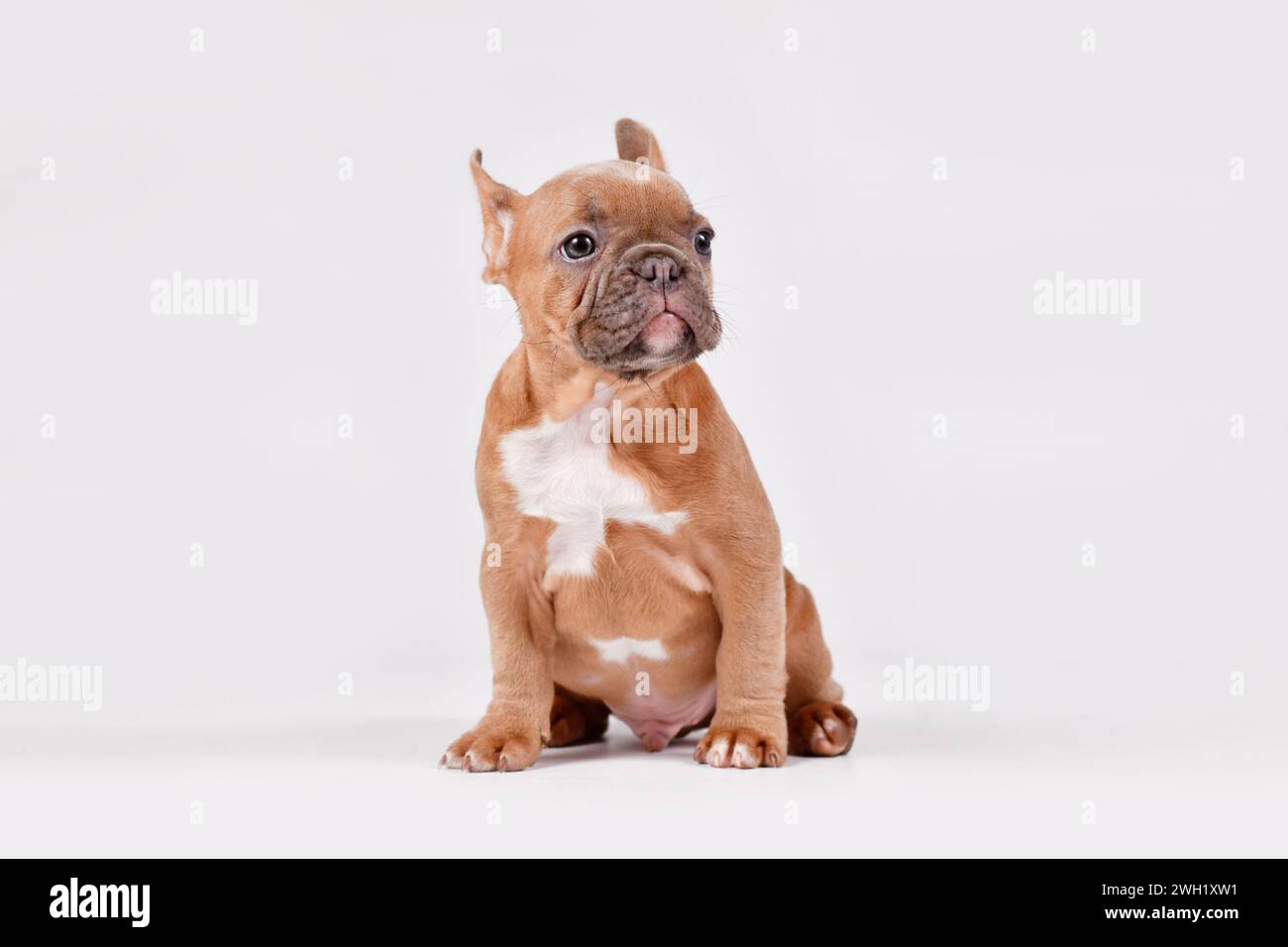 Blaurotes Kitz französischer Bulldog-Hund, der auf weißem Hintergrund sitzt Stockfoto
