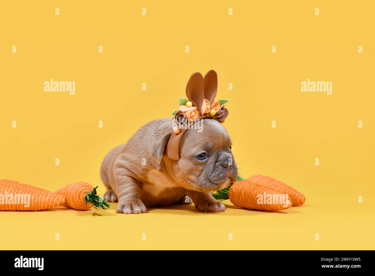 Winziger französischer Bulldog Hund Welpe verkleidet als Osterhase mit Kaninchenohren Stirnband und Karotten auf gelbem Hintergrund Stockfoto