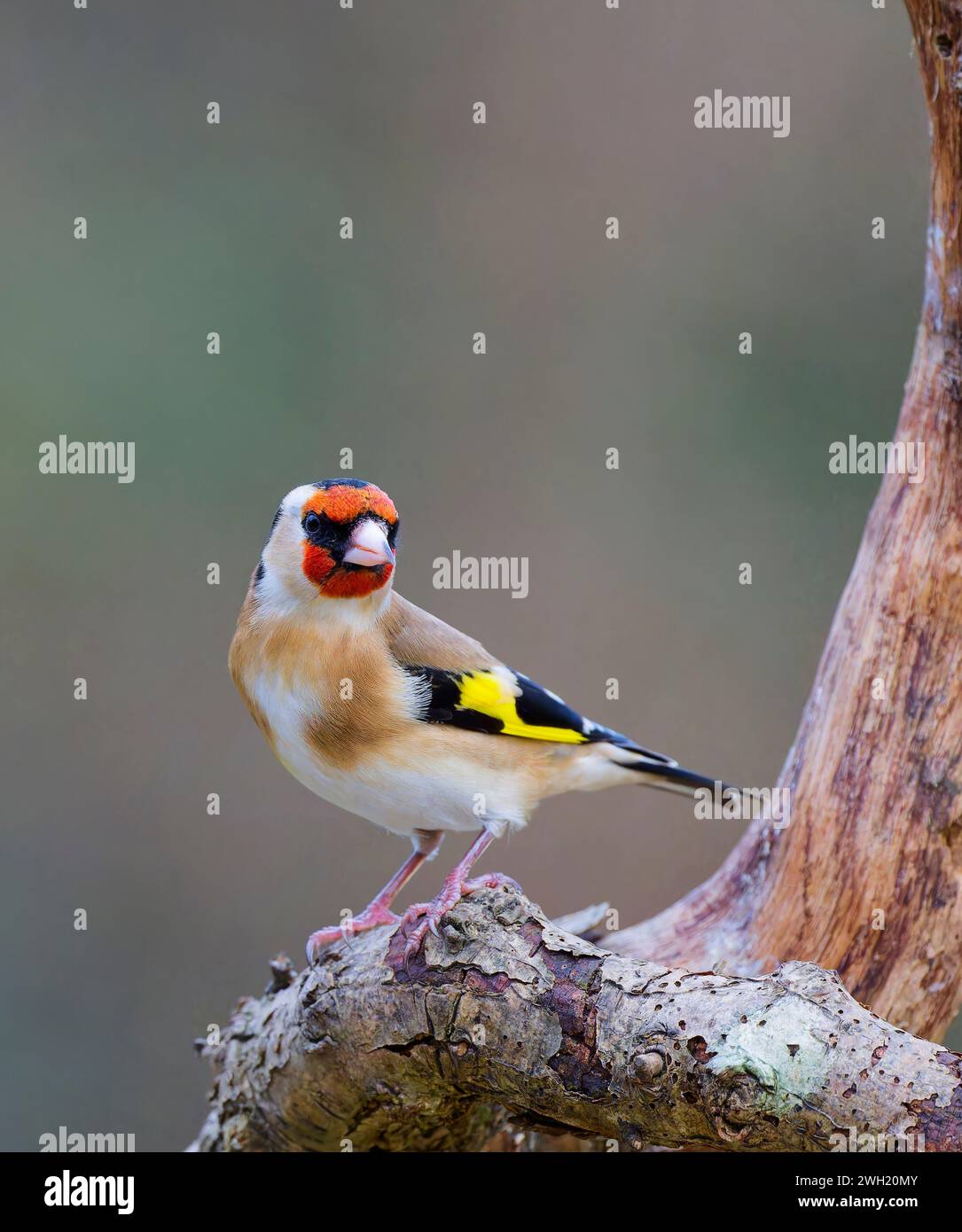 Ein wunderschöner männlicher Goldfinch (Carduelis carduelis), der auf einem Baumzweig thront Stockfoto