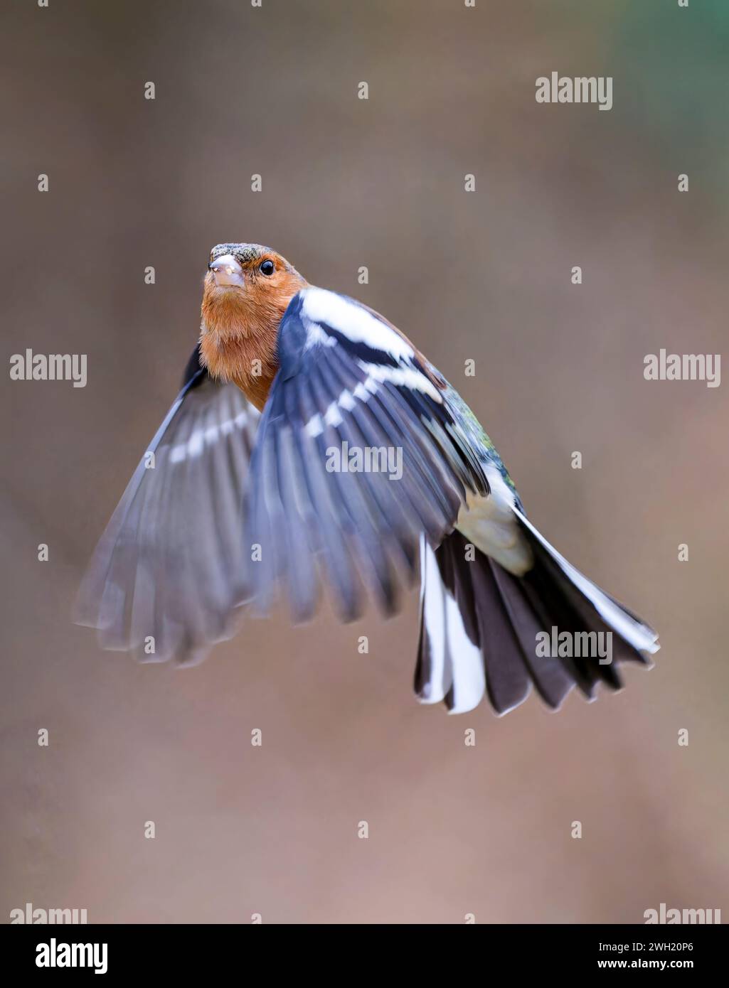 Ein wunderschöner männlicher Chaffinch (Fringilla coelebs), der mitten im Flug gefangen wurde Stockfoto