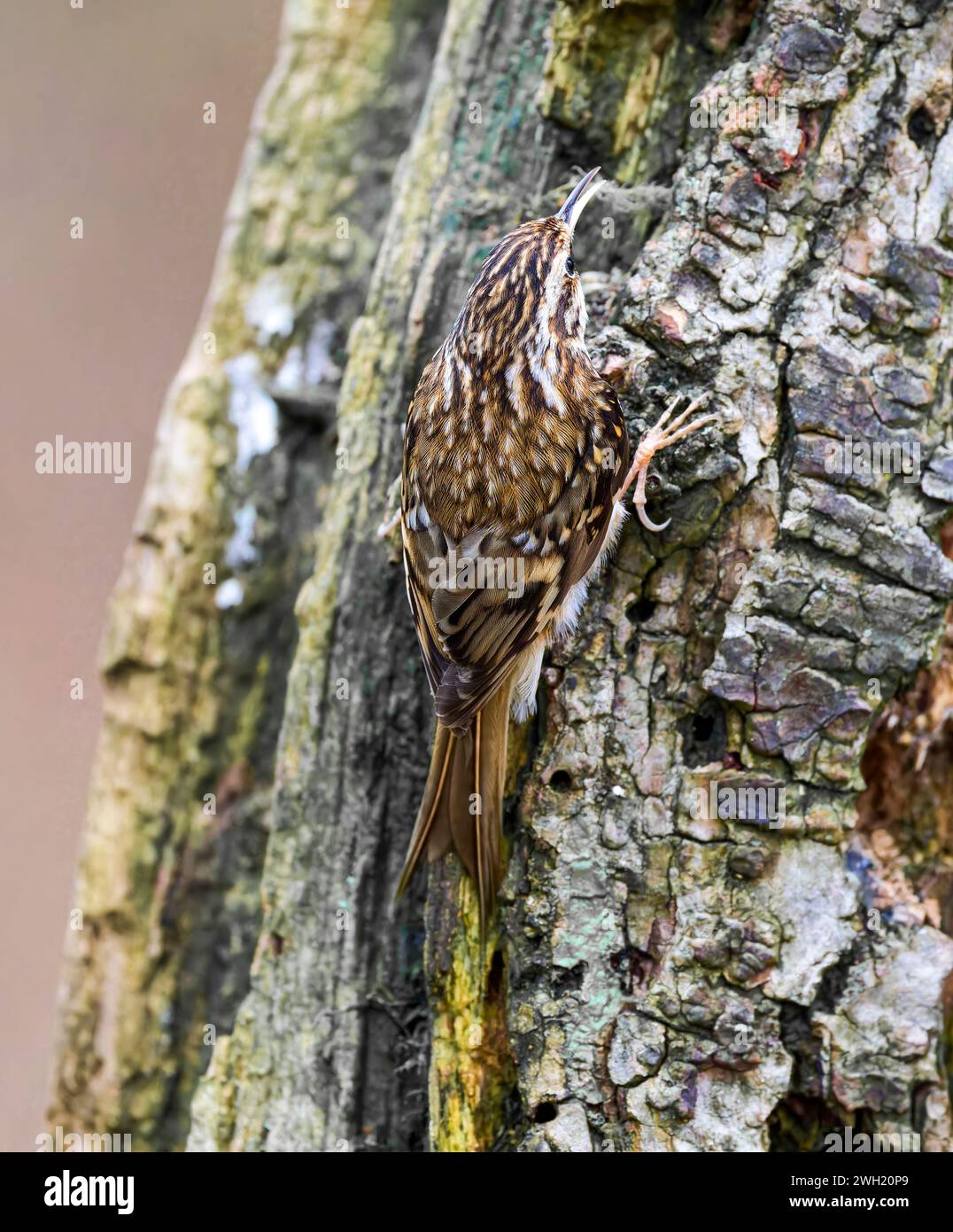 Ein getarnter Treecreeper (Certhia familiaris), der sich an der Seite eines Baumstammes festhält Stockfoto
