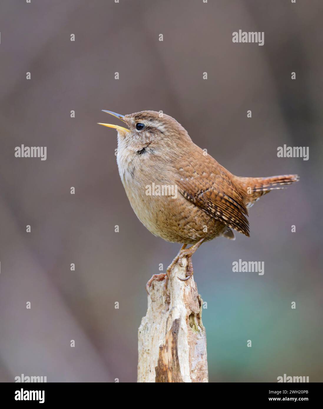 Ein entzückender winziger Zaunvogel (Troglodytes troglodytes), der auf einem alten Zaunpfosten singt Stockfoto