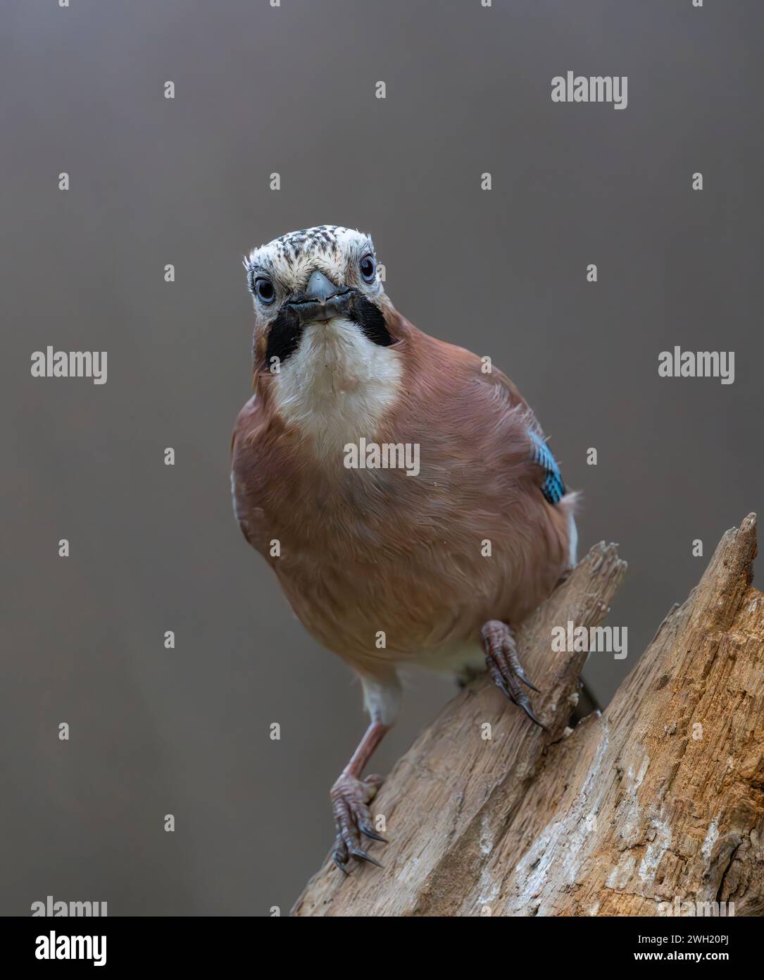 Ein Jay, (Garrulus glandarius), der auf einem alten Baumzweig thront. Der Jay ist wahrscheinlich das farbenprächtigste Mitglied der britischen Crow-Familie Stockfoto