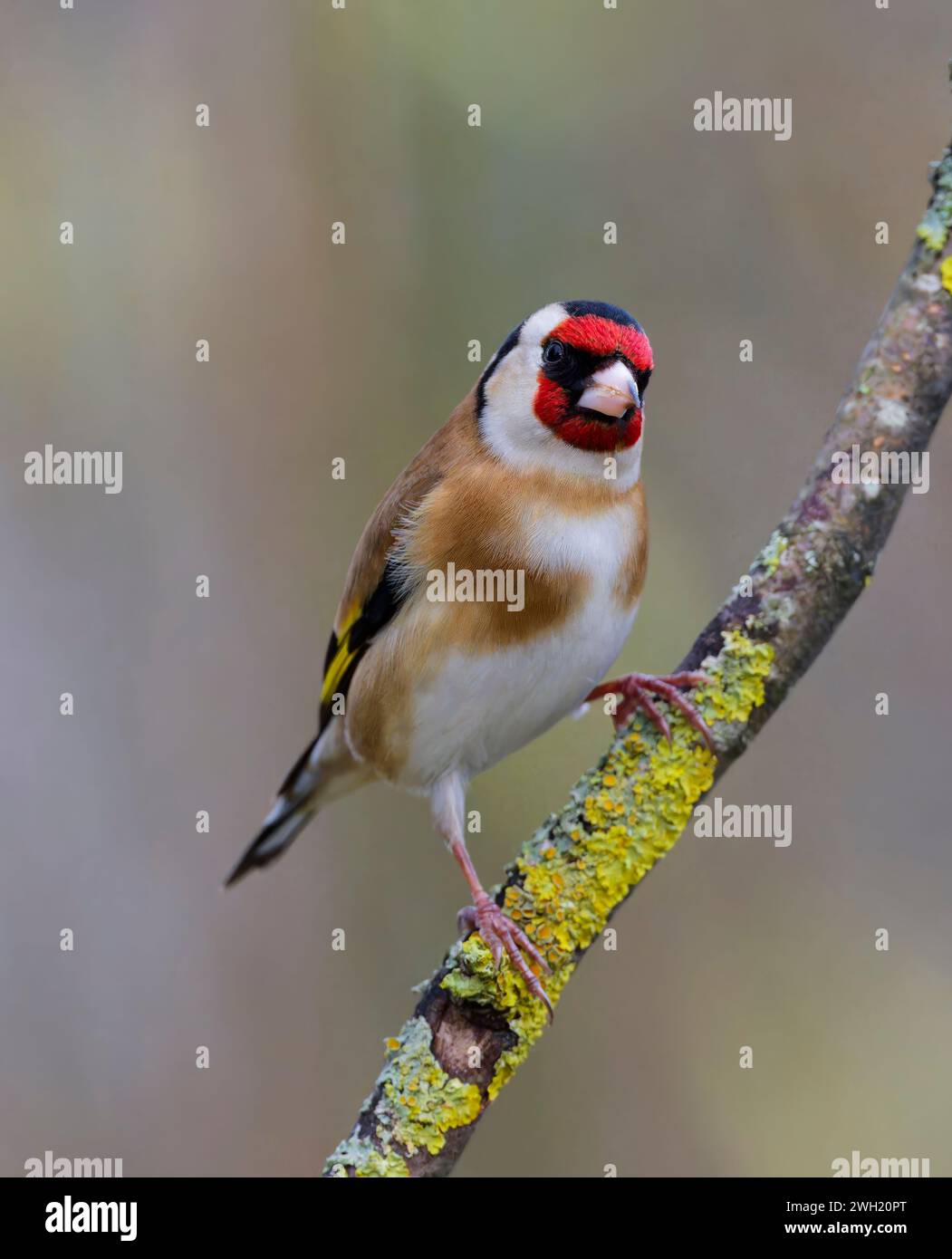 Ein wunderschöner männlicher Goldfinch (Carduelis carduelis), der auf einem Baumzweig thront Stockfoto
