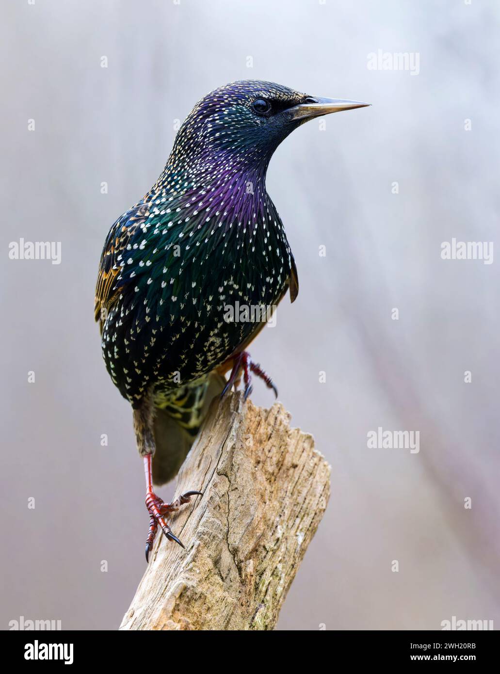 Ein wunderschön farbenfroher Starling (Sturnus vulgaris), der wachsam aussieht, während er auf einem alten hölzernen Zaunpfosten thront Stockfoto