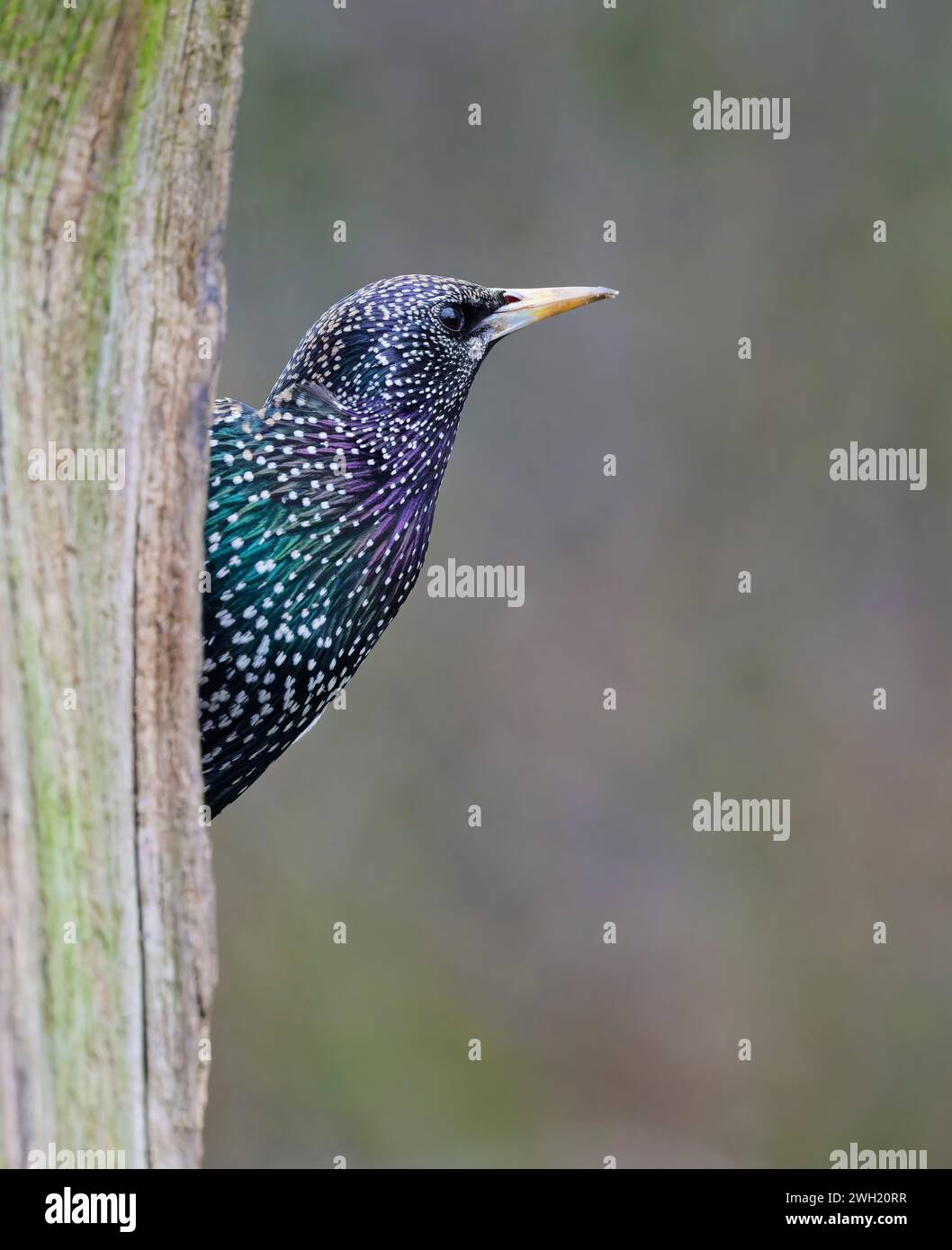 Ein wunderschön farbenfroher Starling (Sturnus vulgaris), der wachsam aussieht, während er auf einem alten hölzernen Zaunpfosten thront Stockfoto