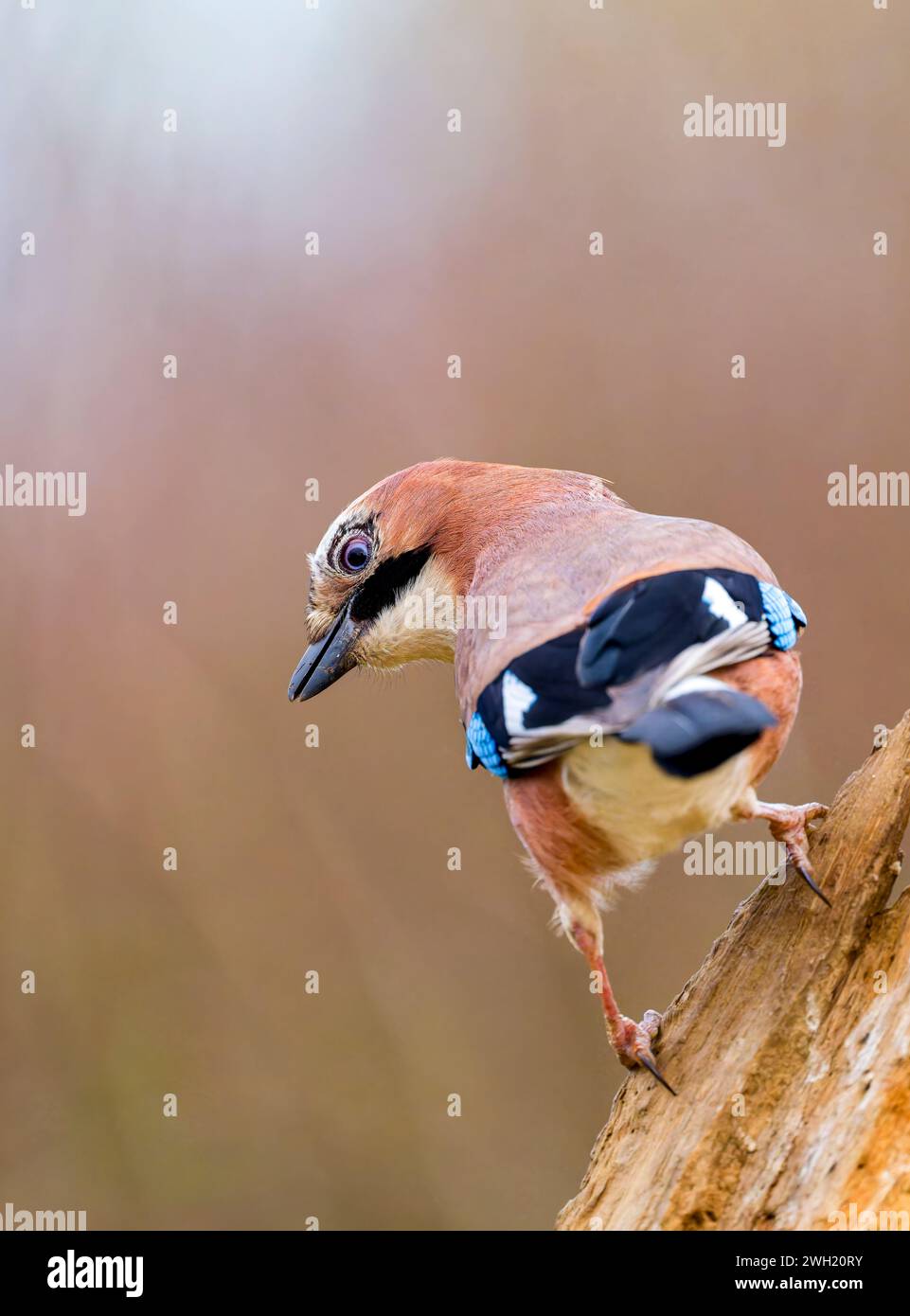 Ein Jay, (Garrulus glandarius), der auf einem alten Baumzweig thront. Der Jay ist wahrscheinlich das farbenprächtigste Mitglied der britischen Crow-Familie Stockfoto