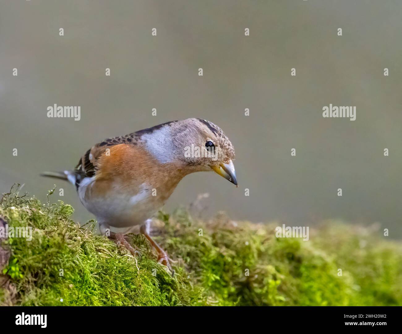 Ein wunderschöner Brambling (Fringilla montifringilla), der auf einem moosbedeckten Zweig thront Stockfoto