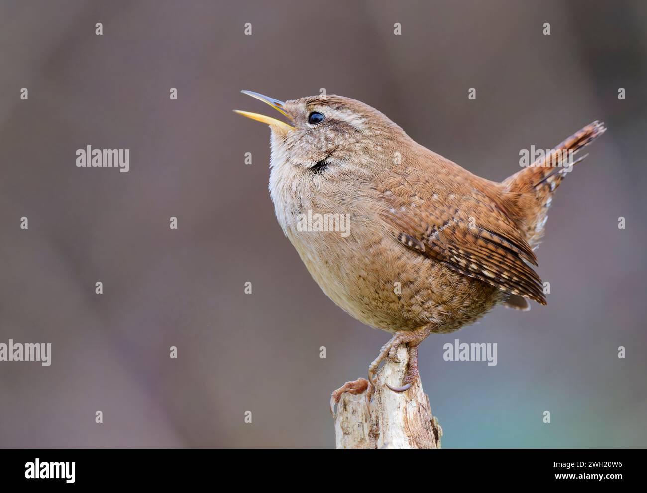 Ein entzückender winziger Zaunvogel (Troglodytes troglodytes), der auf einem alten Zaunpfosten singt Stockfoto