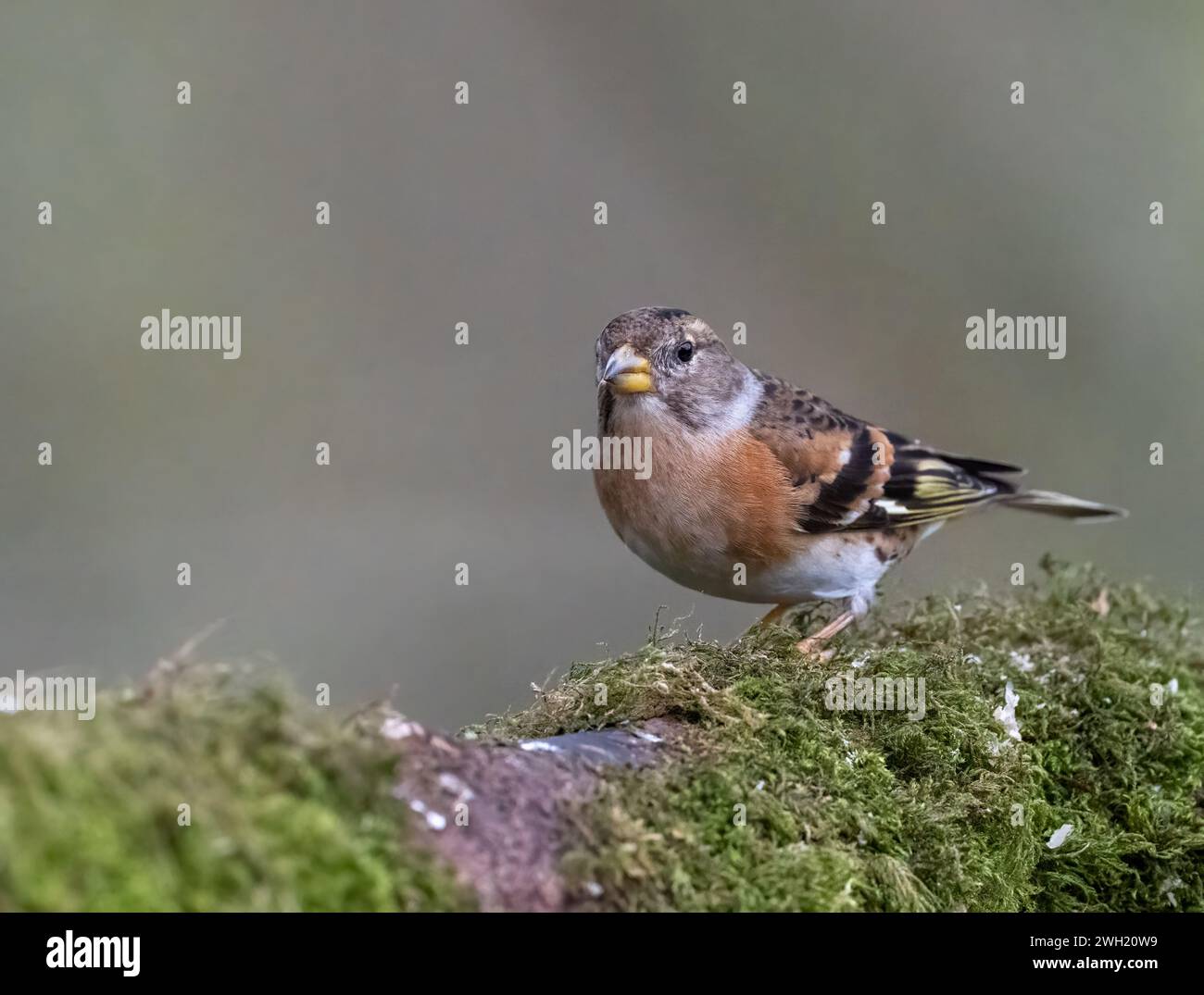 Ein wunderschöner Brambling (Fringilla montifringilla), der auf einem moosbedeckten Zweig thront Stockfoto