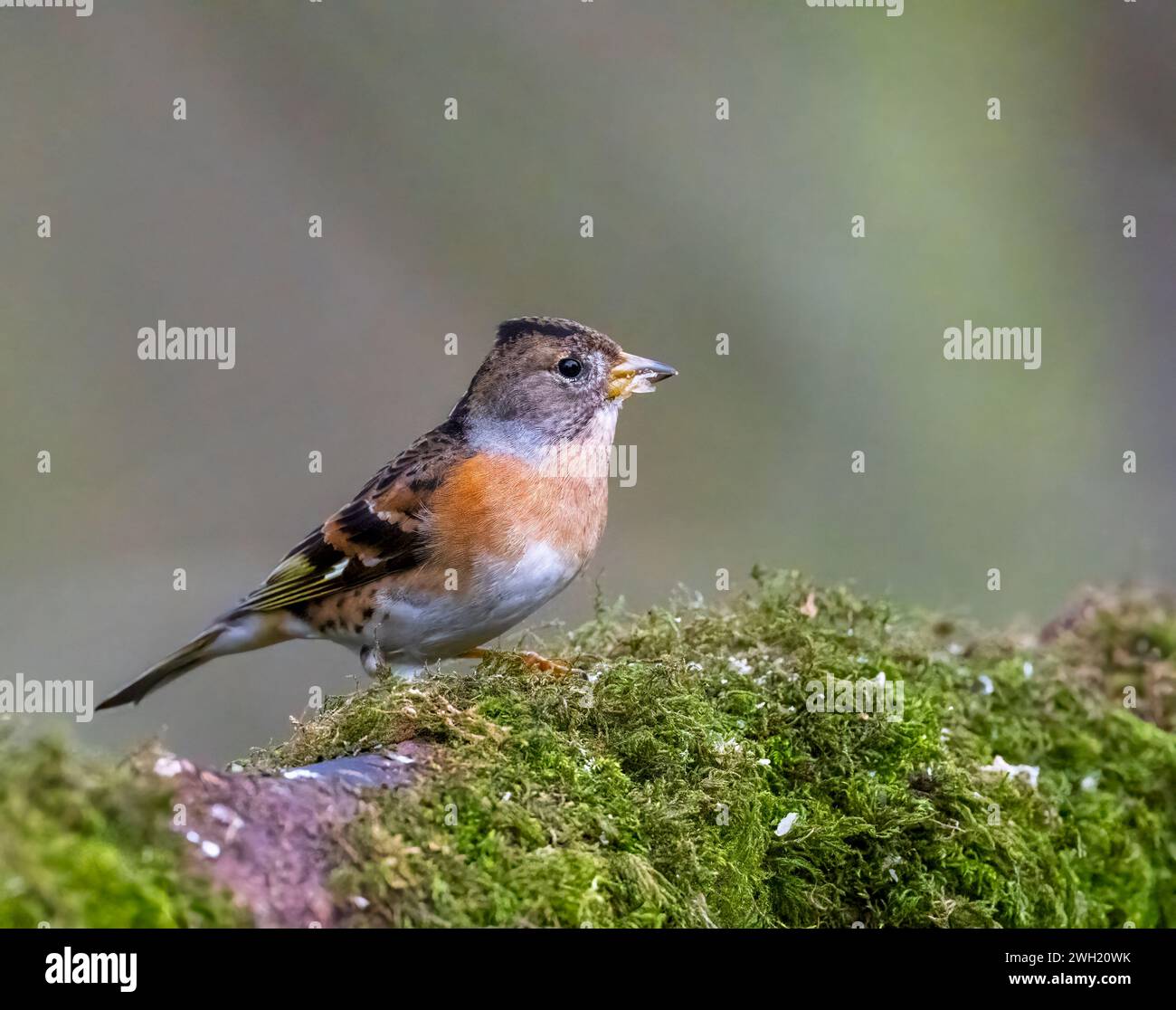 Ein wunderschöner Brambling (Fringilla montifringilla), der auf einem moosbedeckten Zweig thront Stockfoto