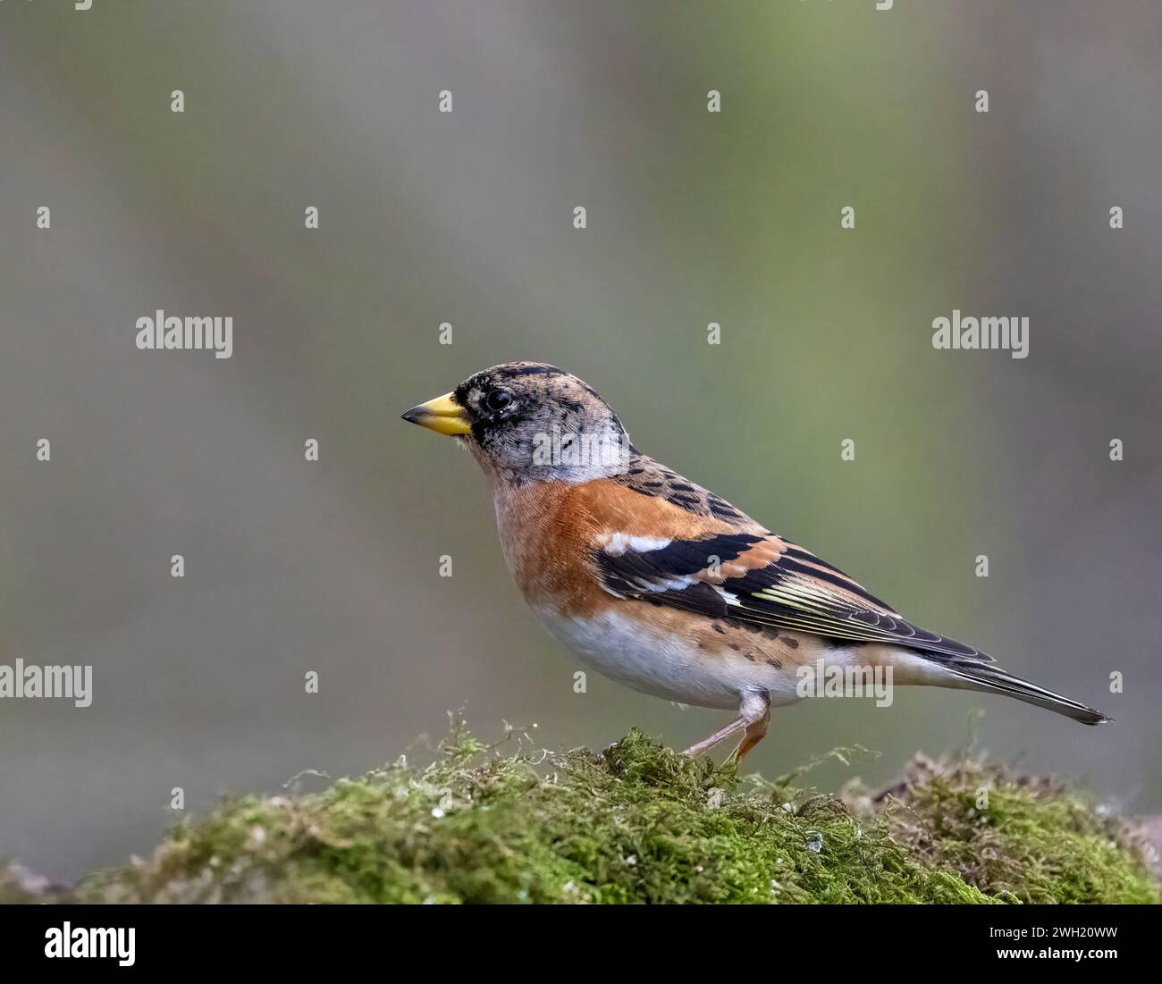 Ein wunderschöner Brambling (Fringilla montifringilla), der auf einem moosbedeckten Zweig thront Stockfoto