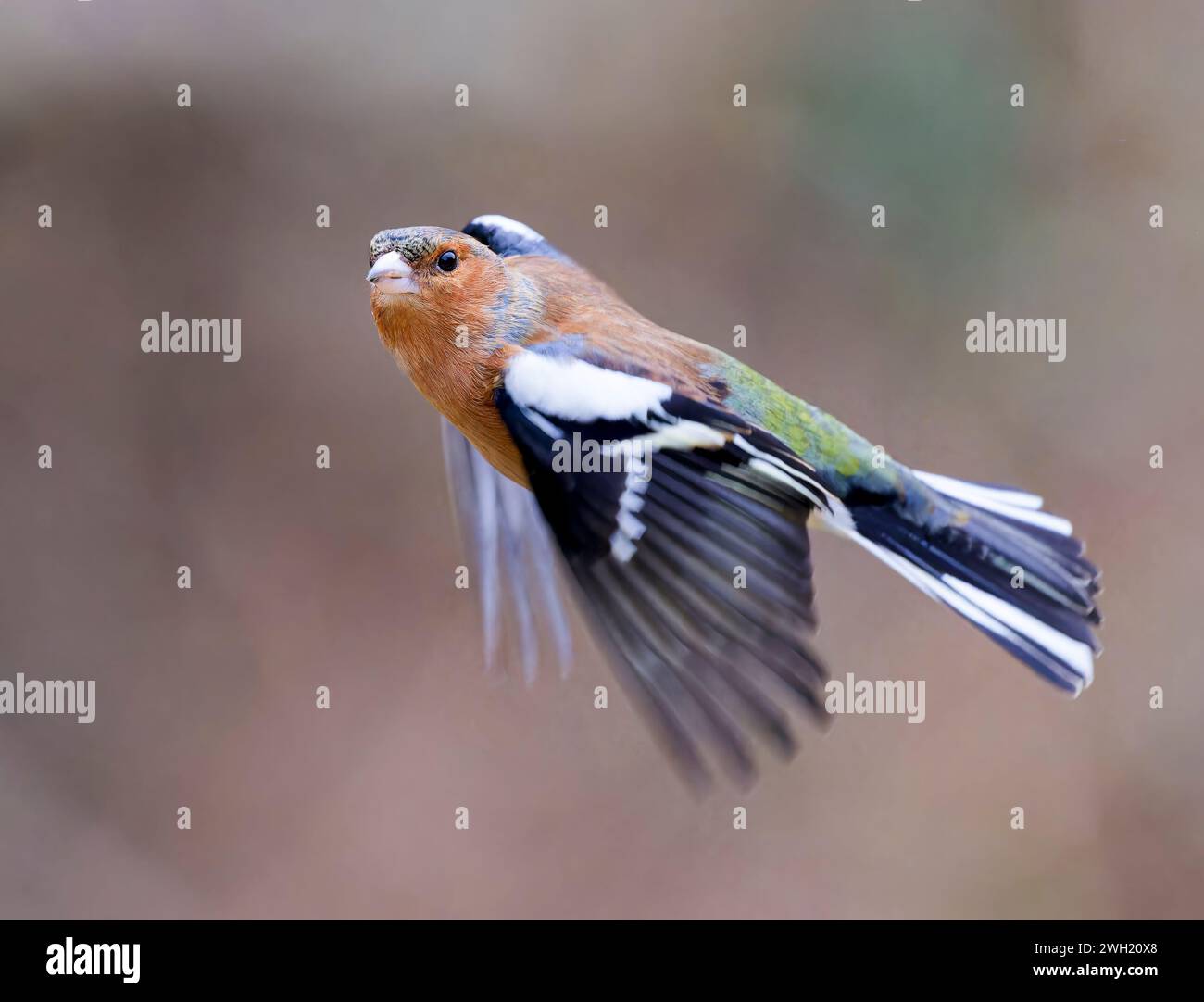 Ein wunderschöner männlicher Chaffinch (Fringilla coelebs), der mitten im Flug gefangen wurde Stockfoto