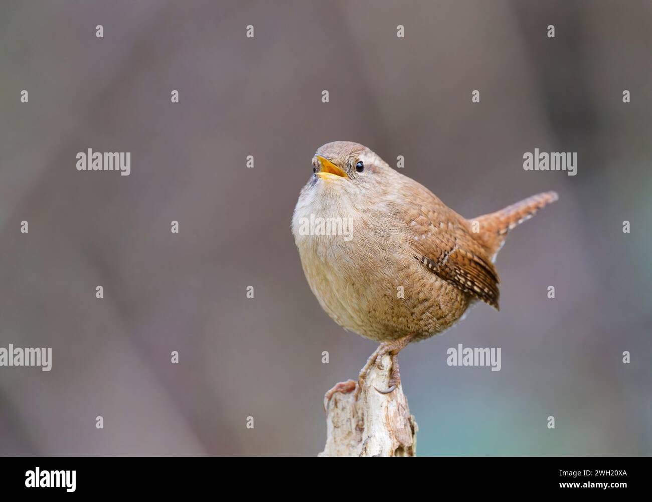 Ein entzückender winziger Zaunvogel (Troglodytes troglodytes), der auf einem alten Zaunpfosten singt Stockfoto
