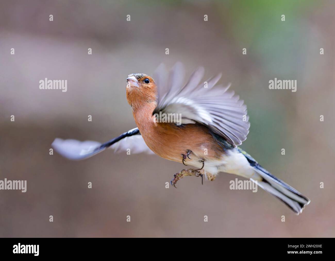 Ein wunderschöner männlicher Chaffinch (Fringilla coelebs), der mitten im Flug gefangen wurde Stockfoto