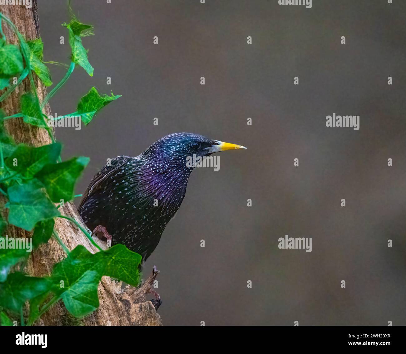 Ein wunderschön farbenfroher Starling (Sturnus vulgaris), der wachsam auf dem Baumstamm sitzt Stockfoto