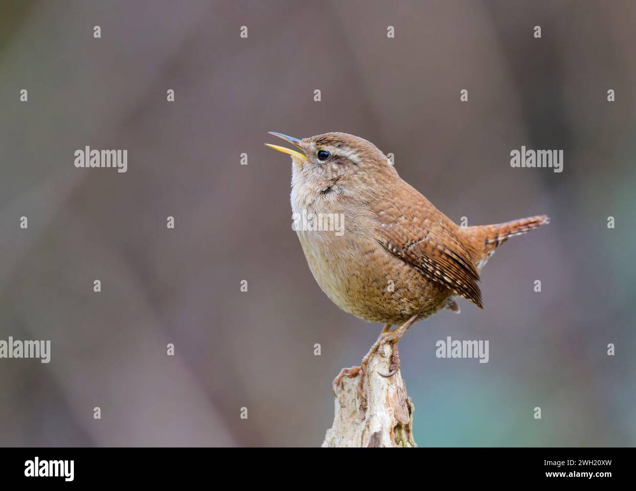 Ein entzückender winziger Zaunvogel (Troglodytes troglodytes), der auf einem alten Zaunpfosten singt Stockfoto