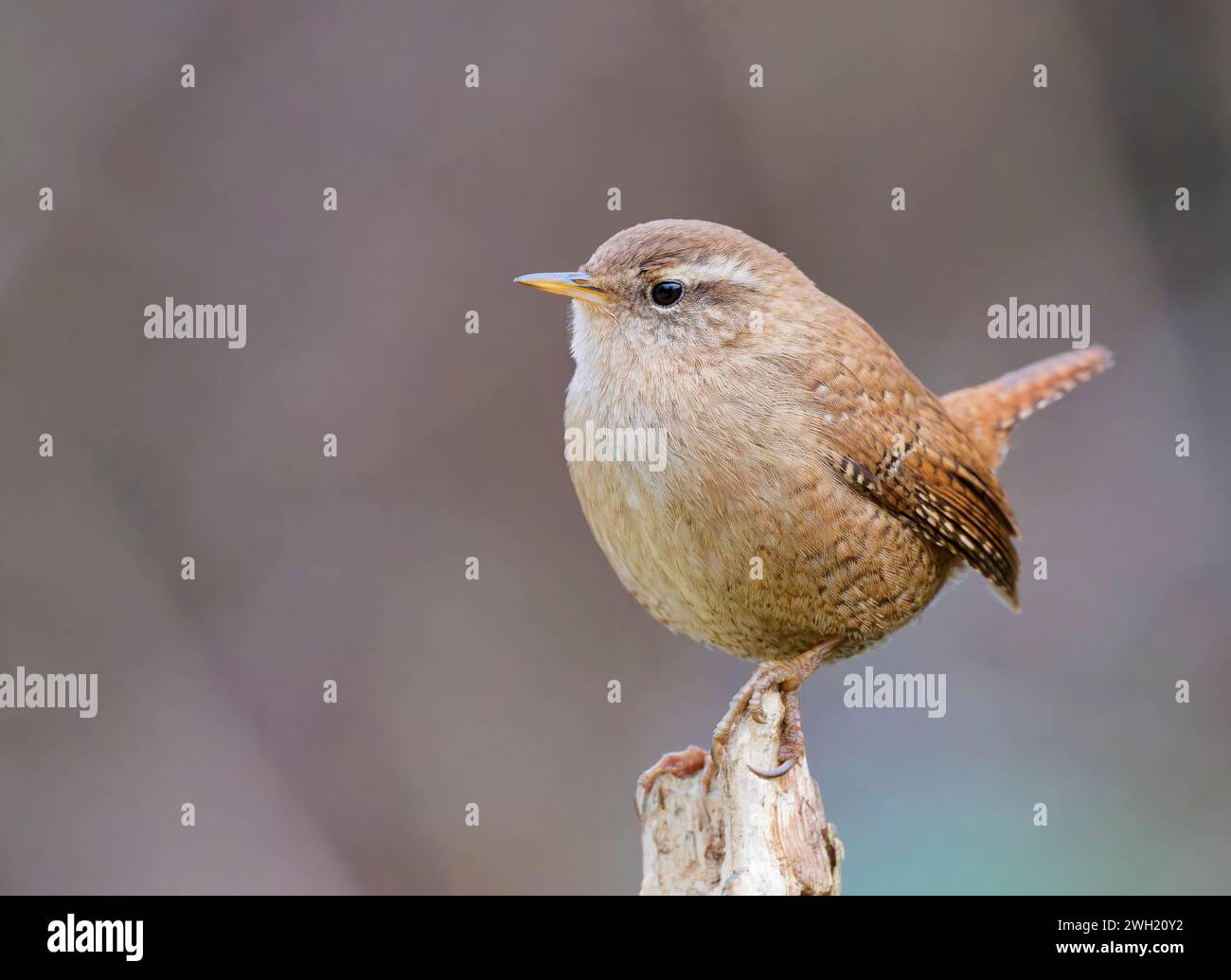 Ein entzückender, winziger Zaunpfosten (Troglodytes troglodytes), der auf einem alten Zaunpfosten thront Stockfoto