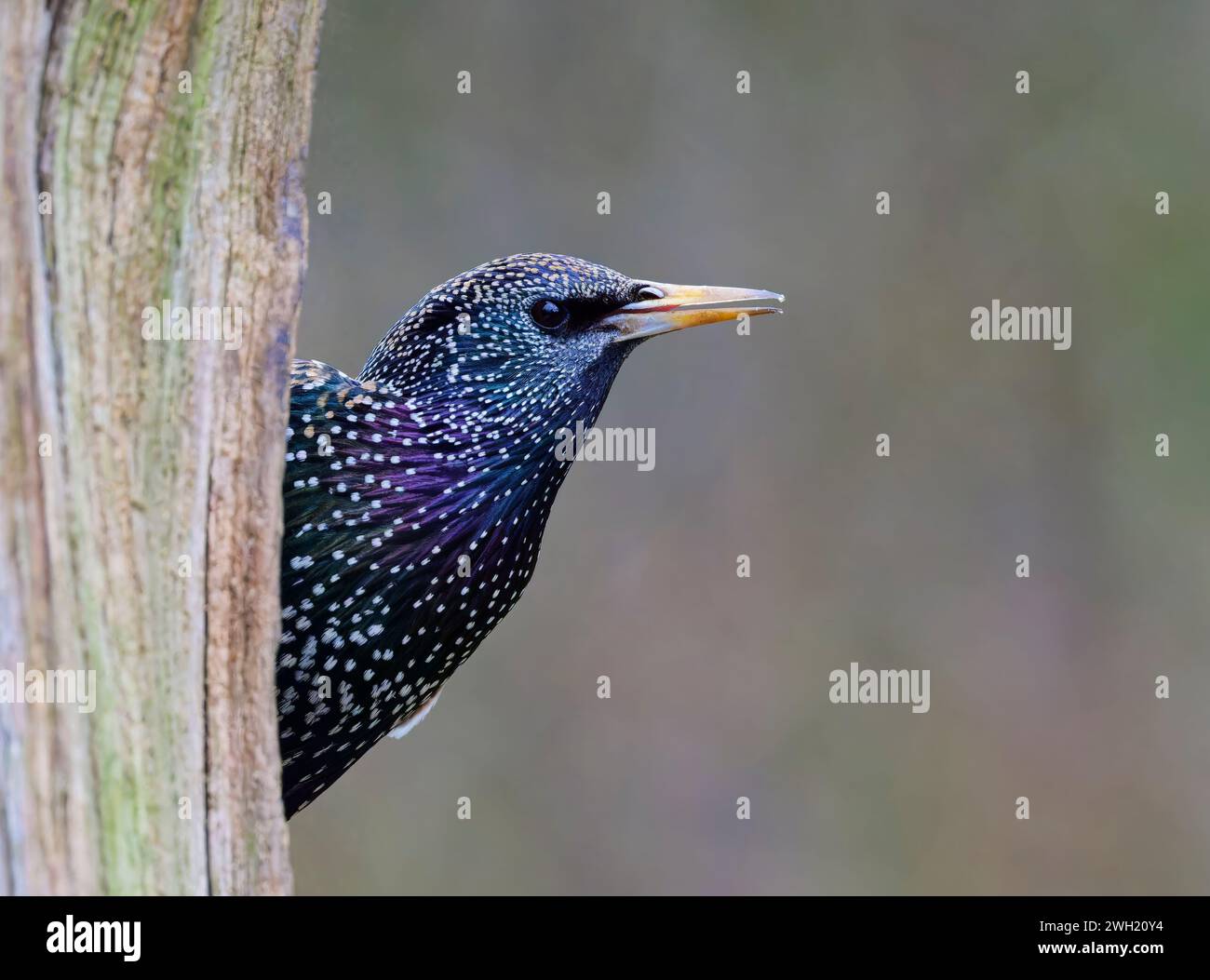 Ein wunderschön farbenfroher Starling (Sturnus vulgaris), der wachsam auf dem Baumstamm sitzt Stockfoto