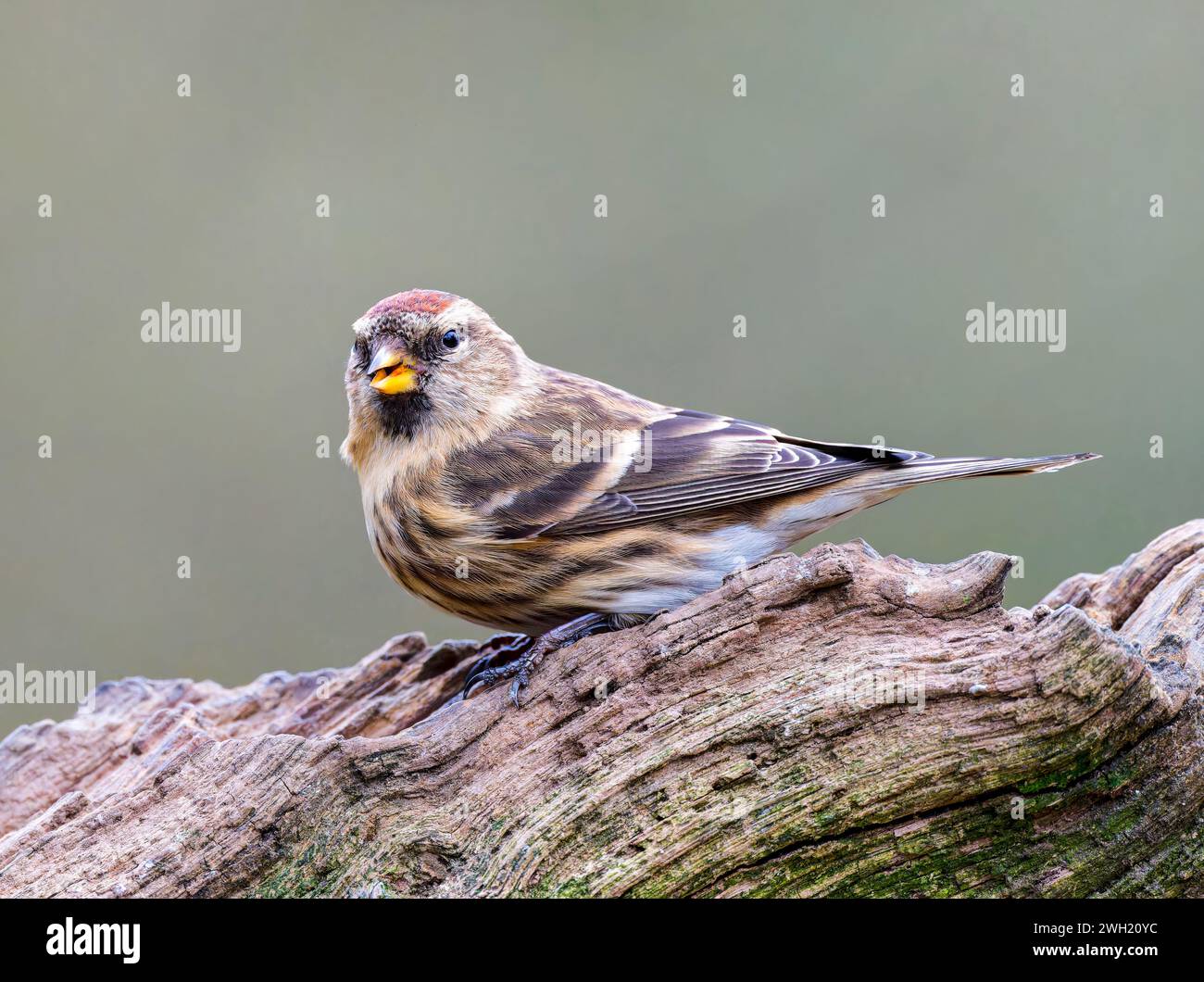 Ein entzückender kleiner Redpoll (Acanthis Kabarett), der auf einem alten Baumzweig thront Stockfoto