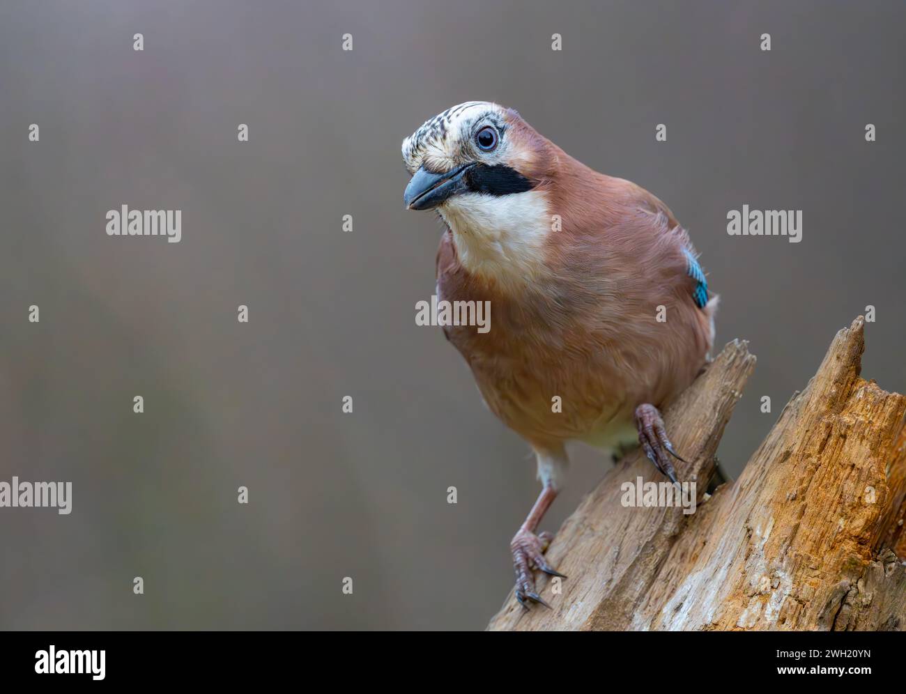 Ein Jay, (Garrulus glandarius), der auf einem alten Baumzweig thront. Der Jay ist wahrscheinlich das farbenprächtigste Mitglied der britischen Crow-Familie Stockfoto