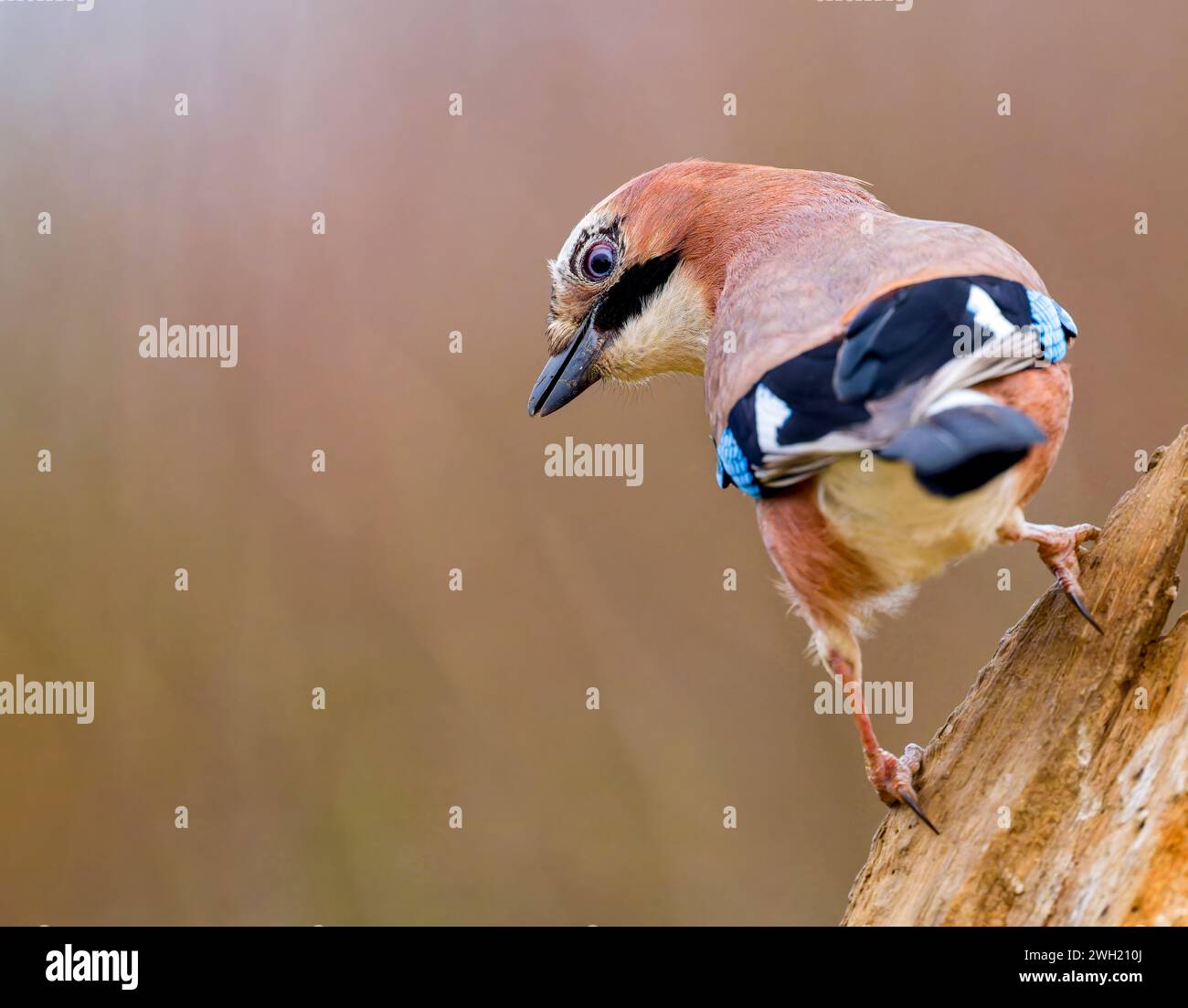 Ein Jay, (Garrulus glandarius), der auf einem alten Baumzweig thront. Der Jay ist wahrscheinlich das farbenprächtigste Mitglied der britischen Crow-Familie Stockfoto