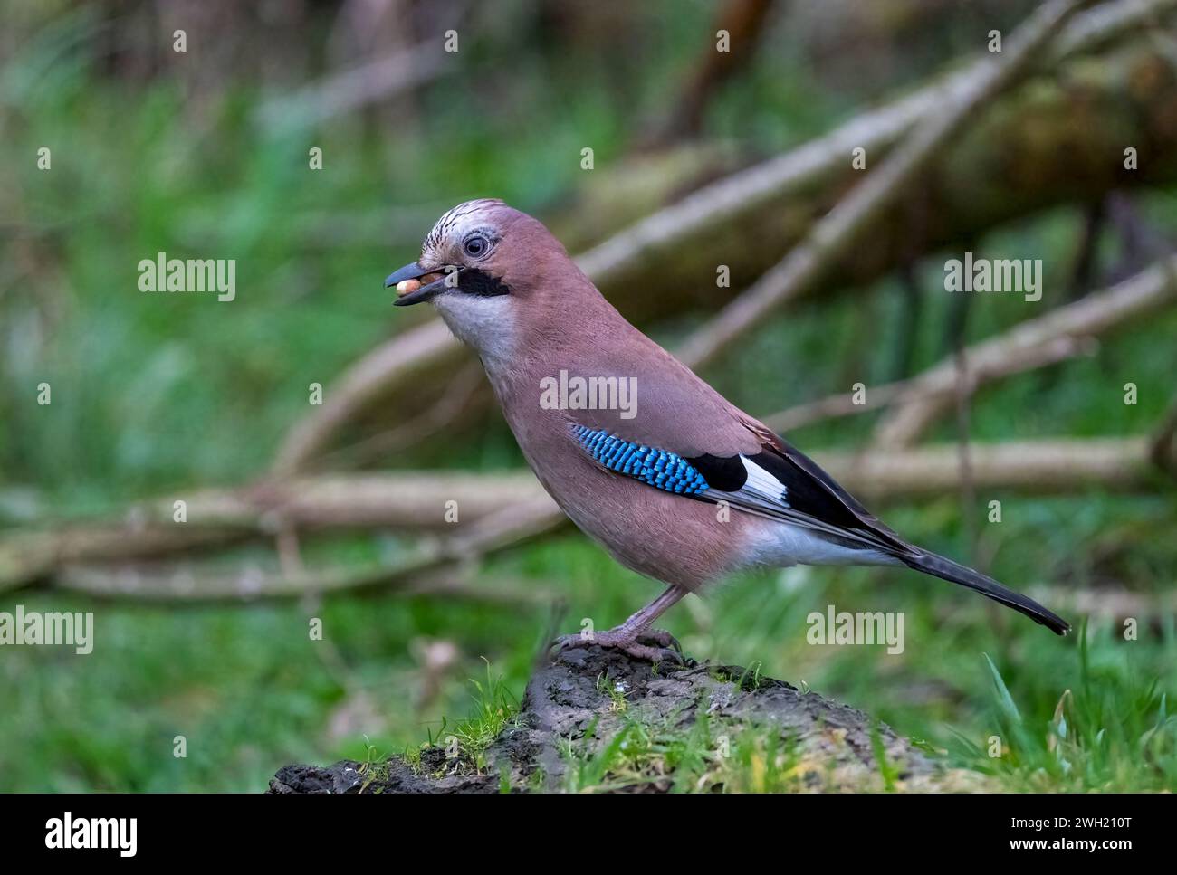 Ein Jay, (Garrulus glandarius), auf dem Boden mit einer Erdnuss im Schnabel. Der Jay ist das farbenprächtigste Mitglied der britischen Crow-Familie Stockfoto