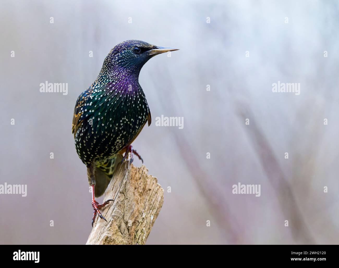 Ein wunderschön farbenfroher Starling (Sturnus vulgaris), der wachsam aussieht, während er auf einem alten hölzernen Zaunpfosten thront Stockfoto