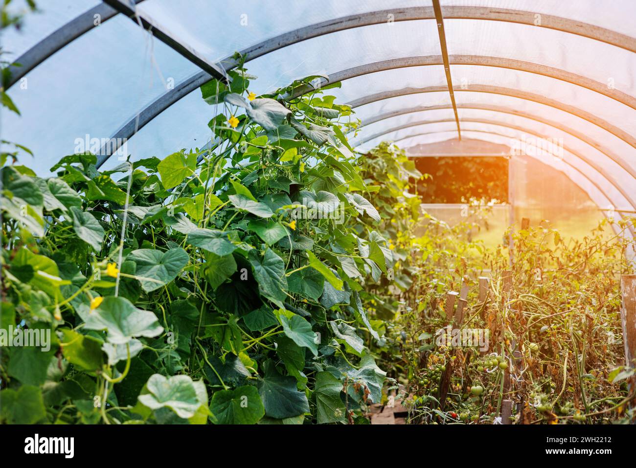 Gurken und Tomaten wachsen im Polycarbonat-Gewächshaus, Sonnenlicht durch transparente Wände. Das Konzept des Anbaus von Kulturen in einem geschlossenen Boden Stockfoto